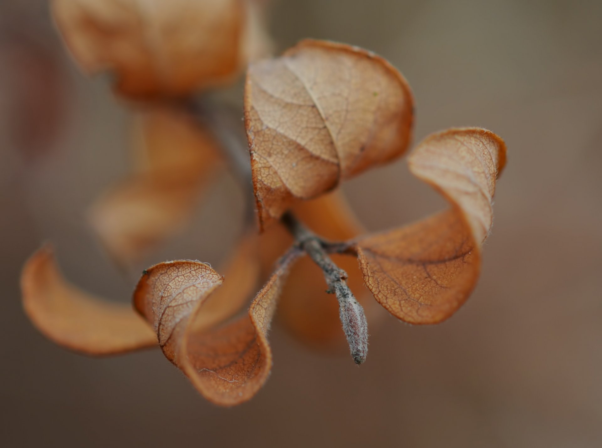 close up macro leaves branch autumn