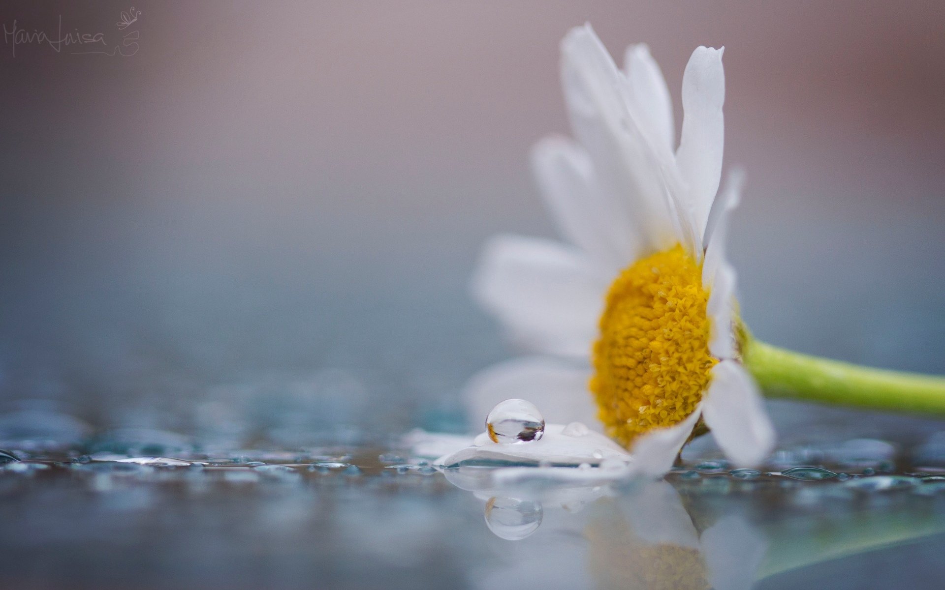 macro fiori fiori fiore margherita petali bianco giallo acqua goccia rugiada sfondo carta da parati widescreen schermo intero widescreen widescreen