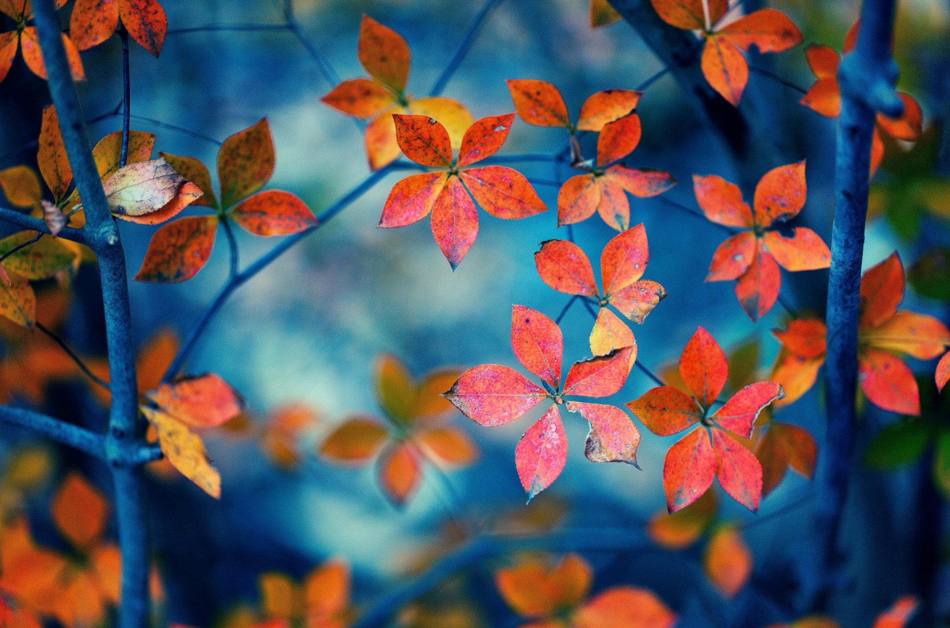 macro hojas hojas hojas forma ramas naranja fondo papel pintado widescreen pantalla completa widescreen widescreen