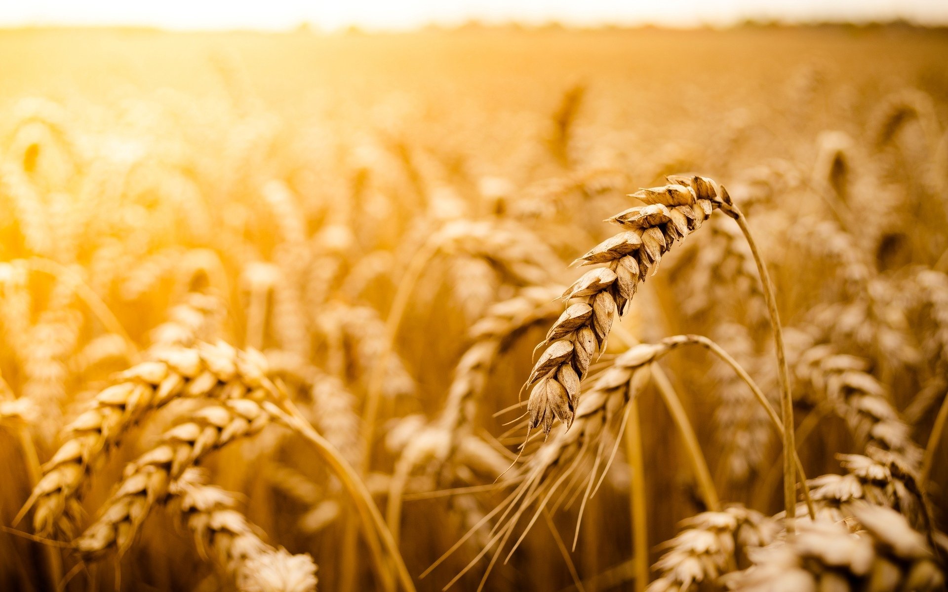 macro wheat rye field sun macro background wallpaper widescreen fullscreen widescreen widescreen