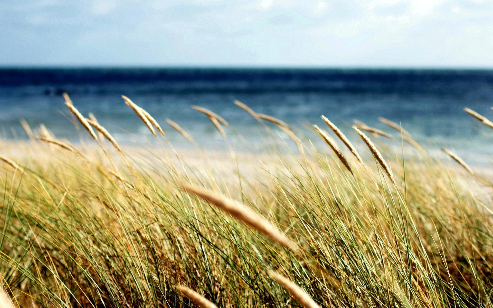 macro campo pianta spighette spighette grano segale erba mare sfocatura sfondo carta da parati widescreen schermo intero widescreen widescreen