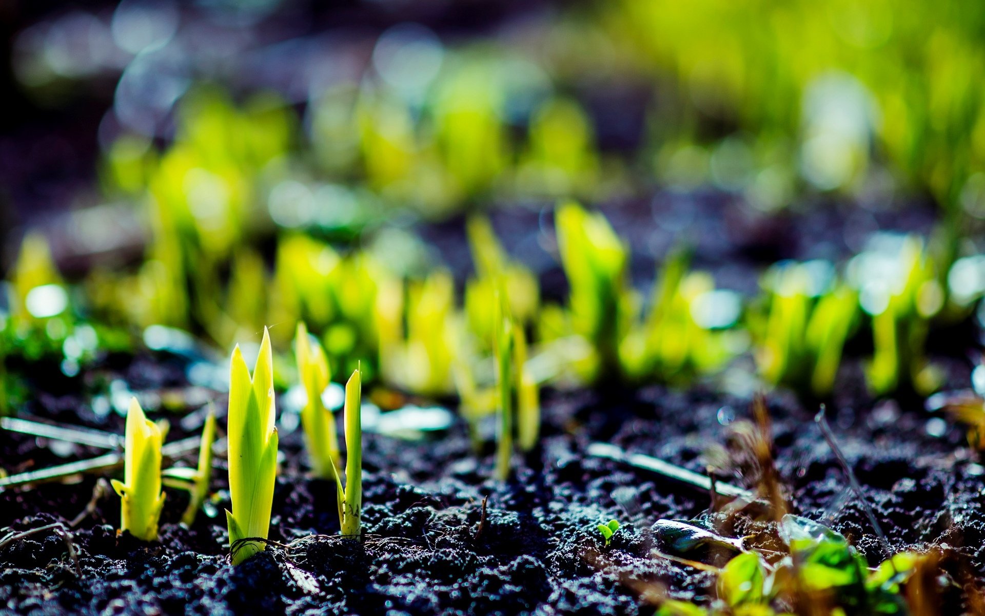 macro verde planta brote verde tierra macro fondo papel pintado widescreen pantalla completa widescreen widescreen