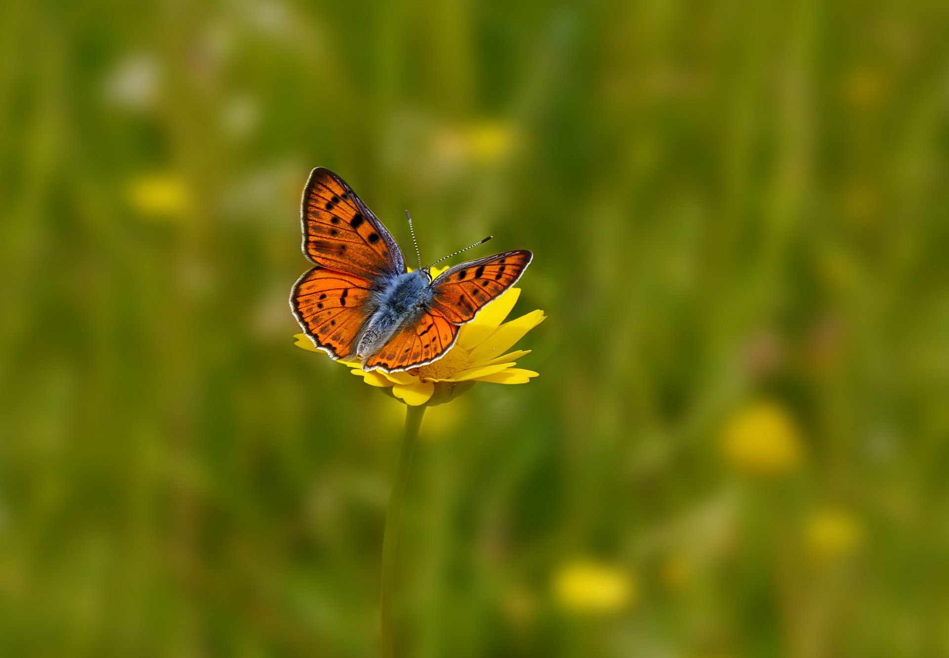 campo flores flor amarillo mariposa fondo