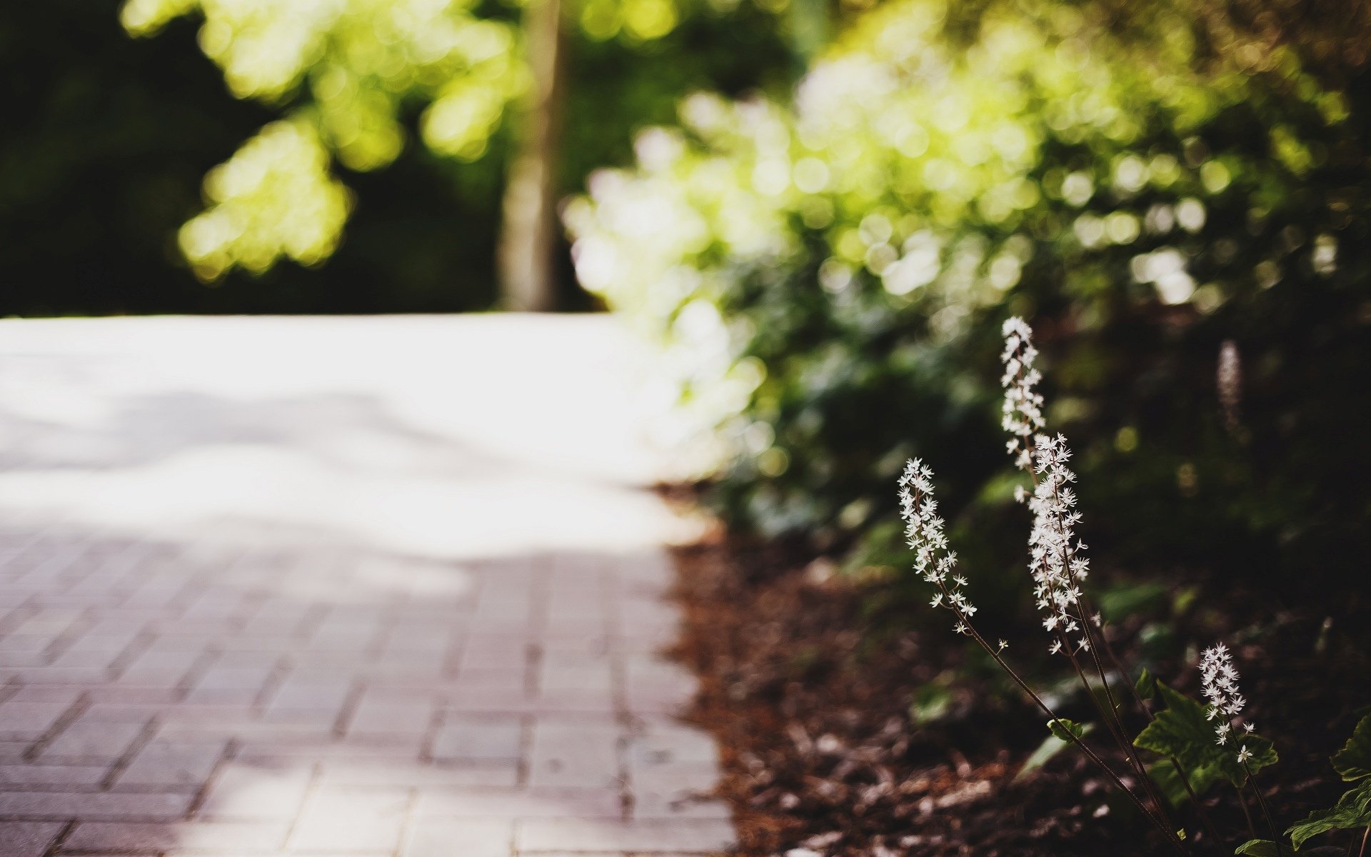 macro flowers flowers flower macro leave leaves green blur bokeh background wallpaper widescreen fullscreen widescreen widescreen