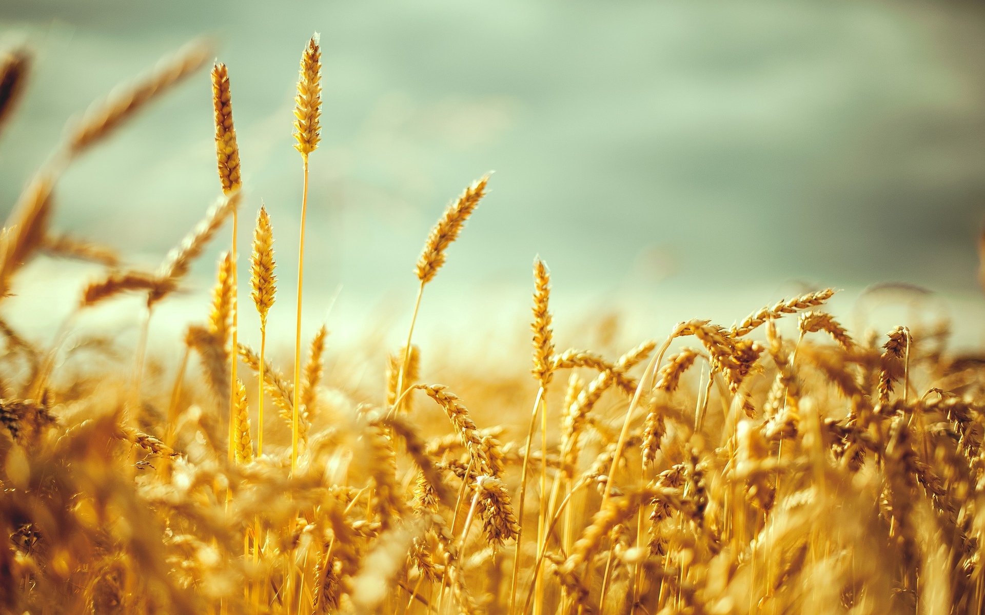 close up wheat rye ears spikes spike the field background wallpaper widescreen full screen hd wallpapers fullscreen