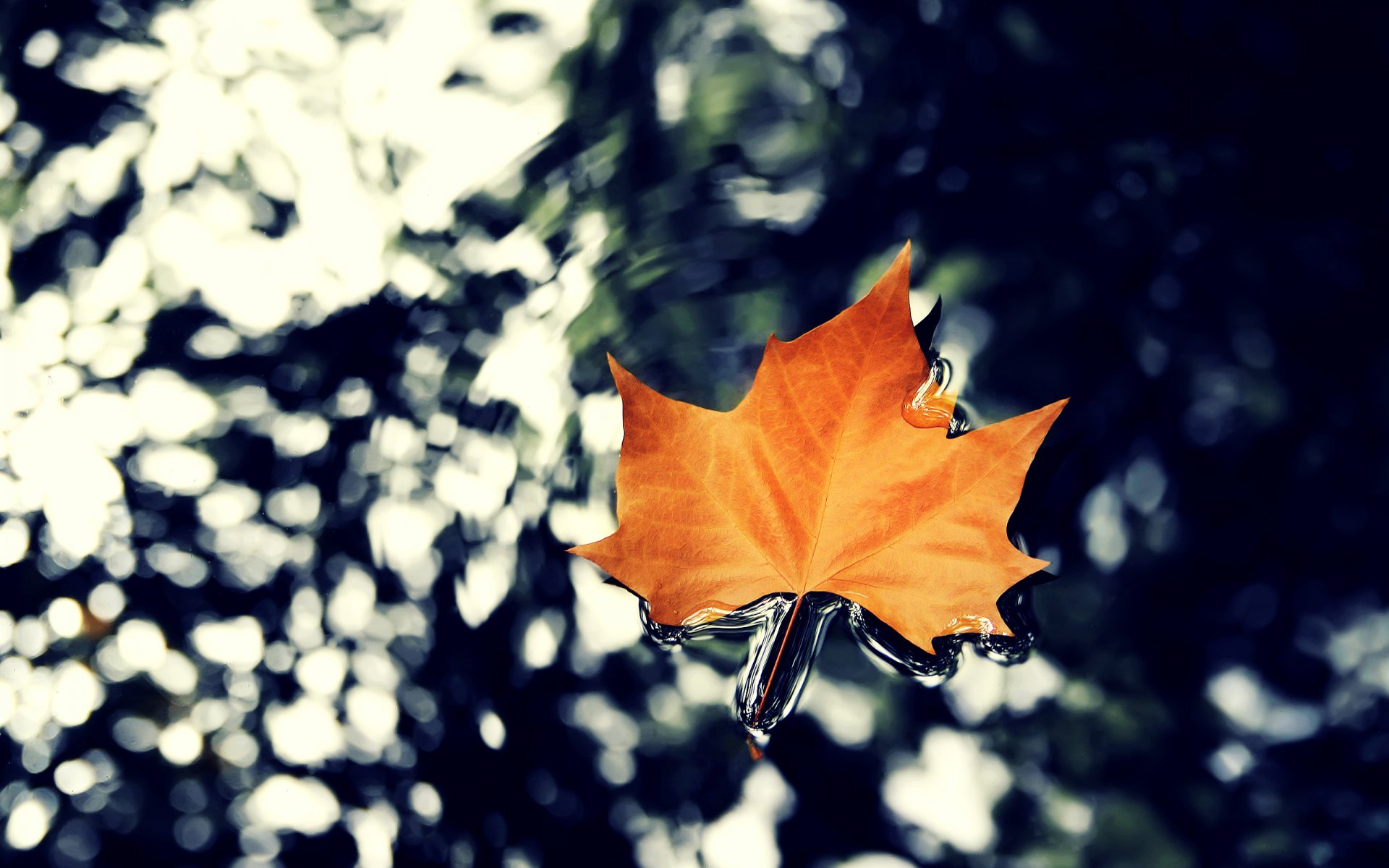 feuille macro eau automne érable nature hq fonds d écran