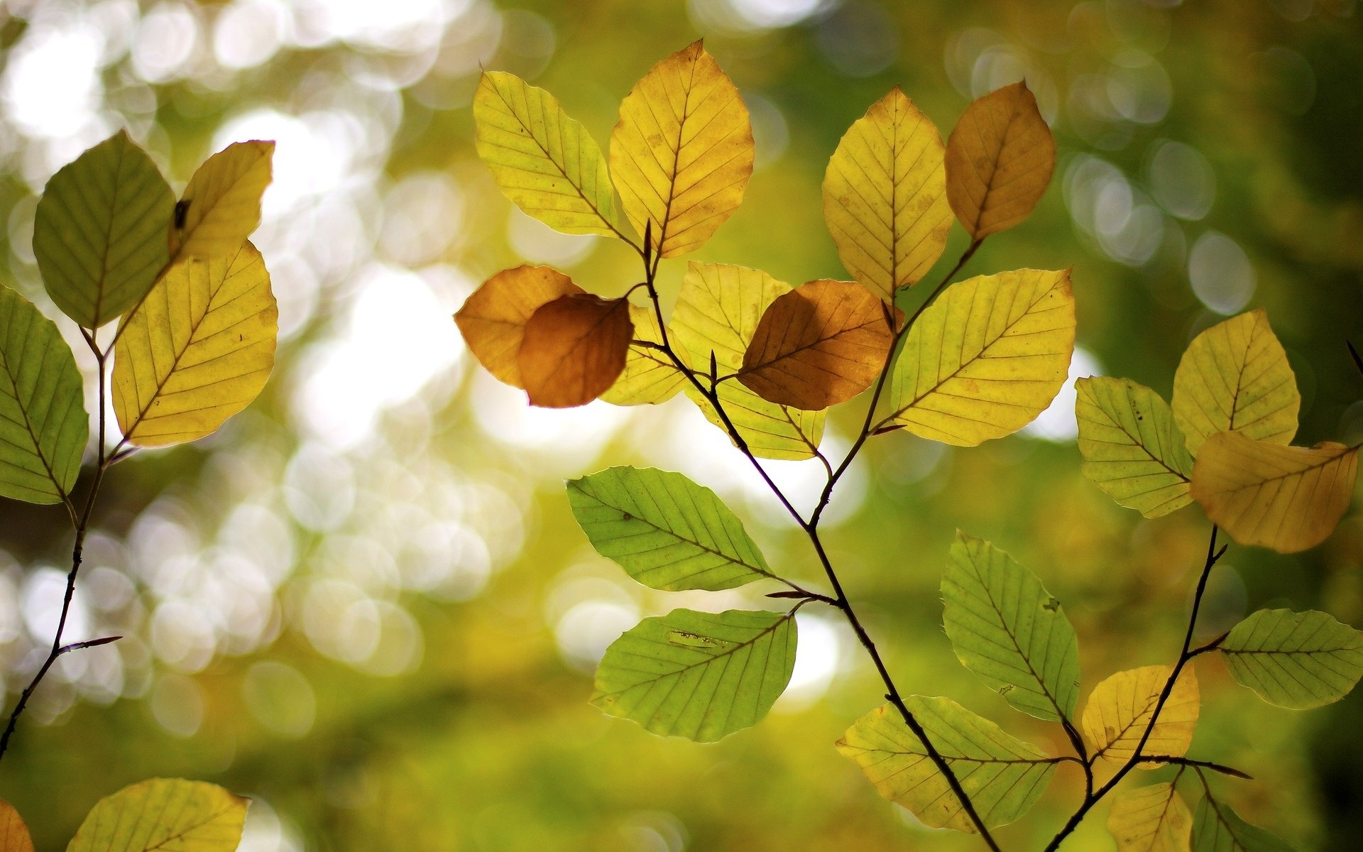 macro leaves leaves tree trees blur macro bokeh background wallpaper widescreen fullscreen widescreen widescreen