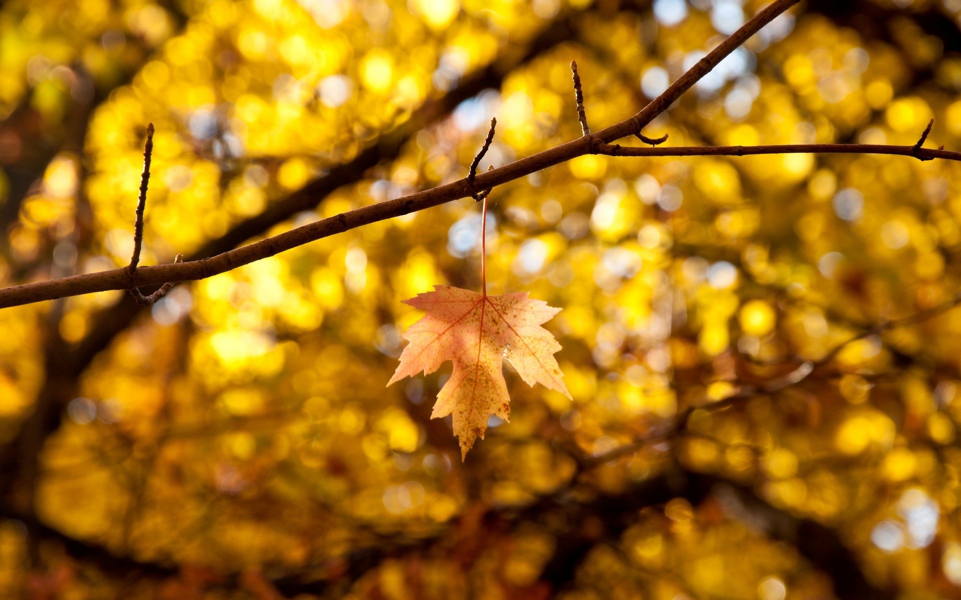 macro leaf leaflet leaves yellow autumn macro tree bokeh branches blur background wallpaper widescreen fullscreen widescreen widescreen