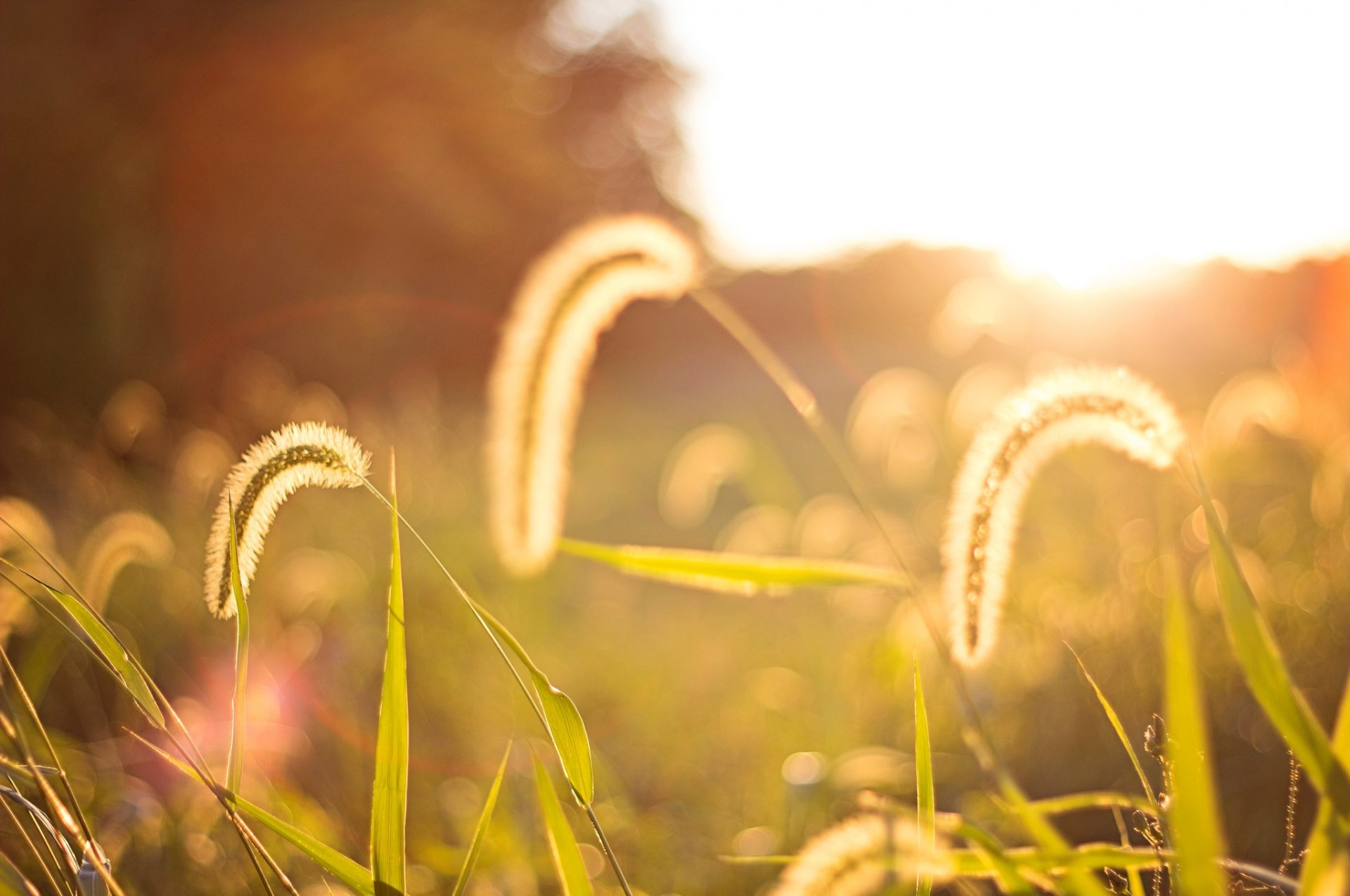 close up plant ears spikes spike the field leaves sun background wallpaper widescreen full screen hd wallpapers fullscreen