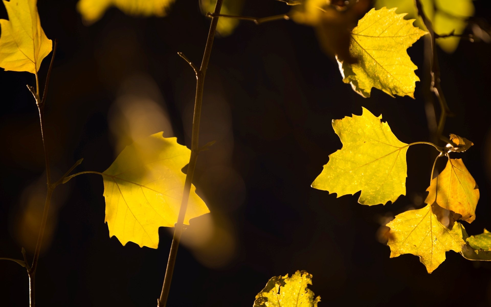 macro feuille feuilles jaune feuilles jaunes arbre arbres branche flou arrière-plan papier peint écran large plein écran écran large