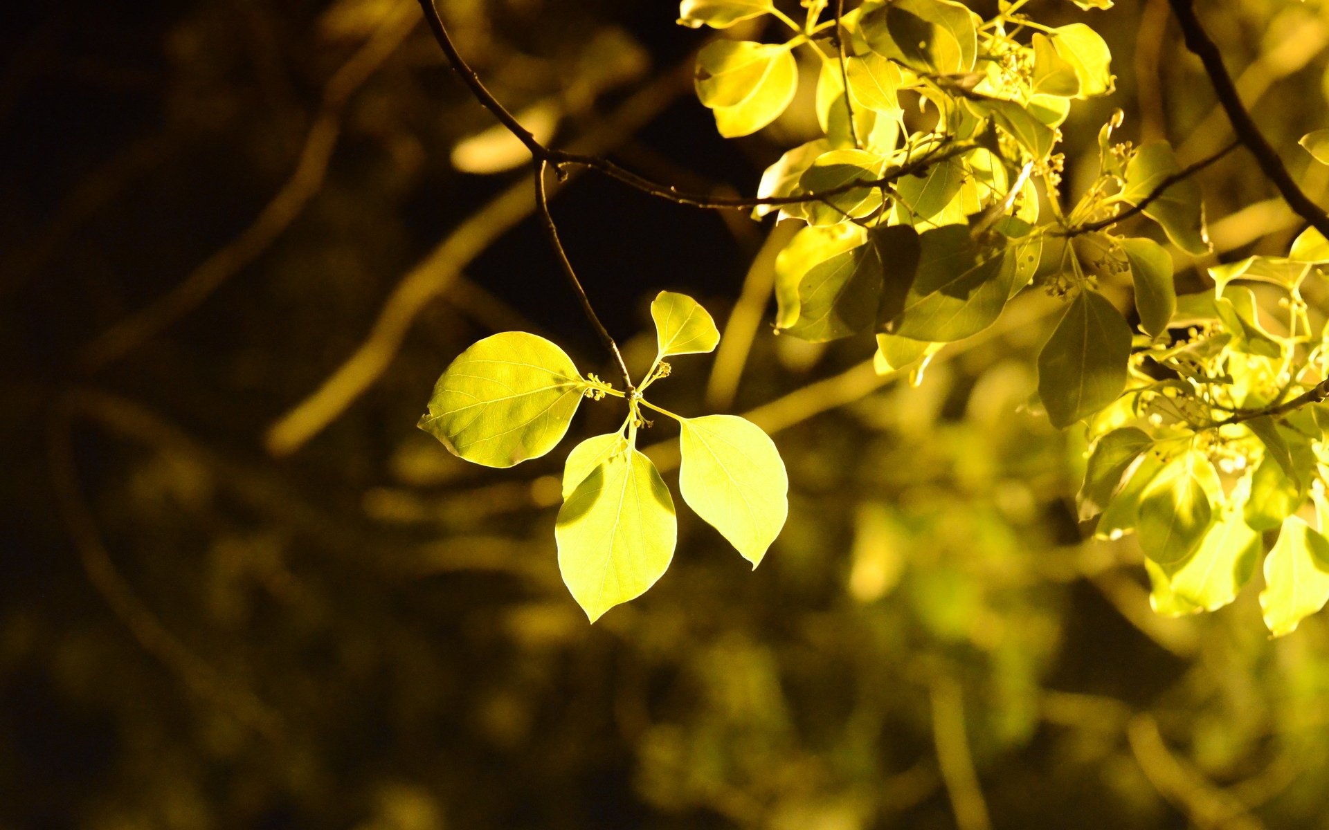 macro feuille feuilles feuille jaune arbre arbres feuillage flou fond papier peint écran large plein écran écran large écran large