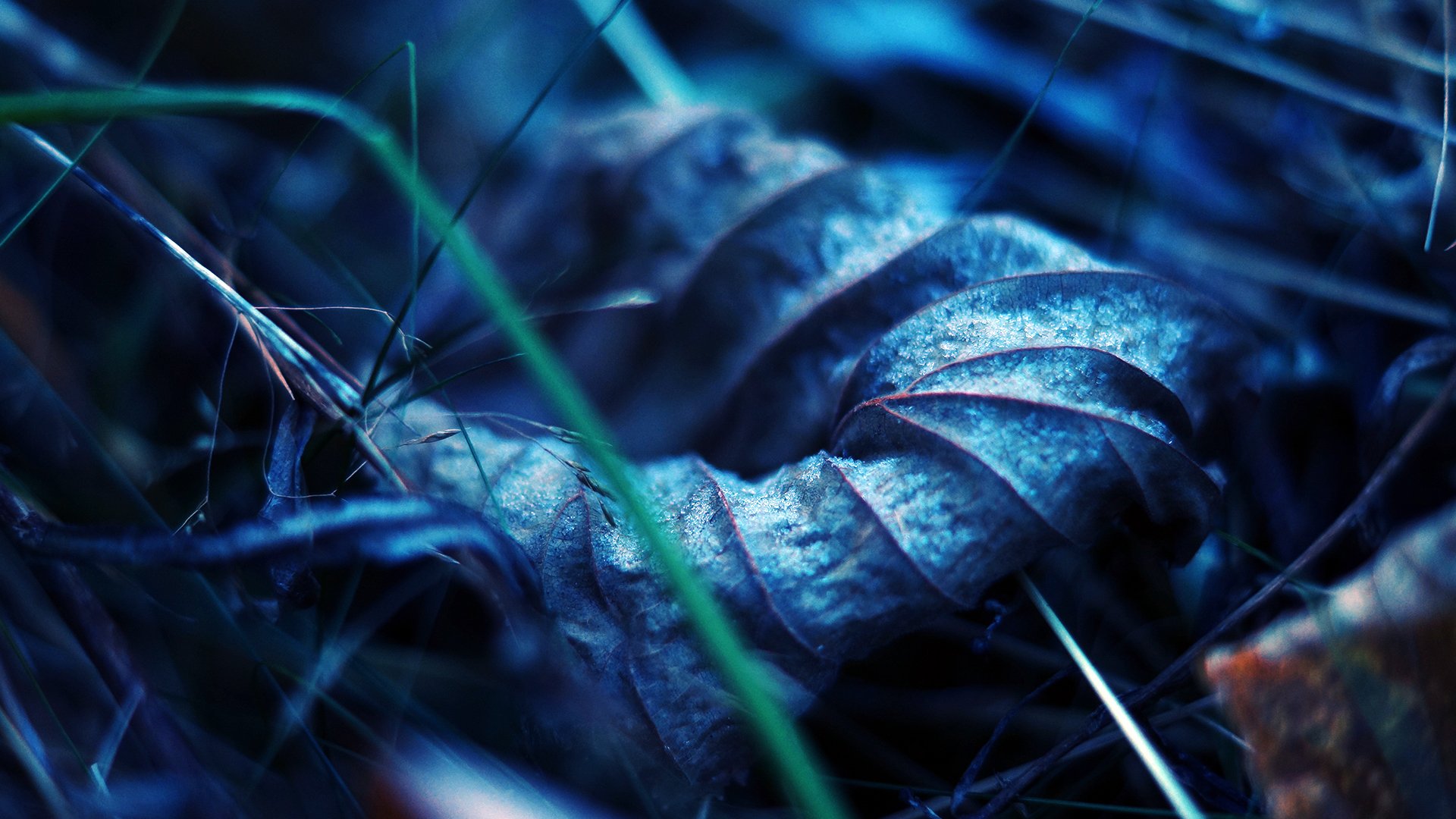 hoja seco otoño macro vetas tierra hierba