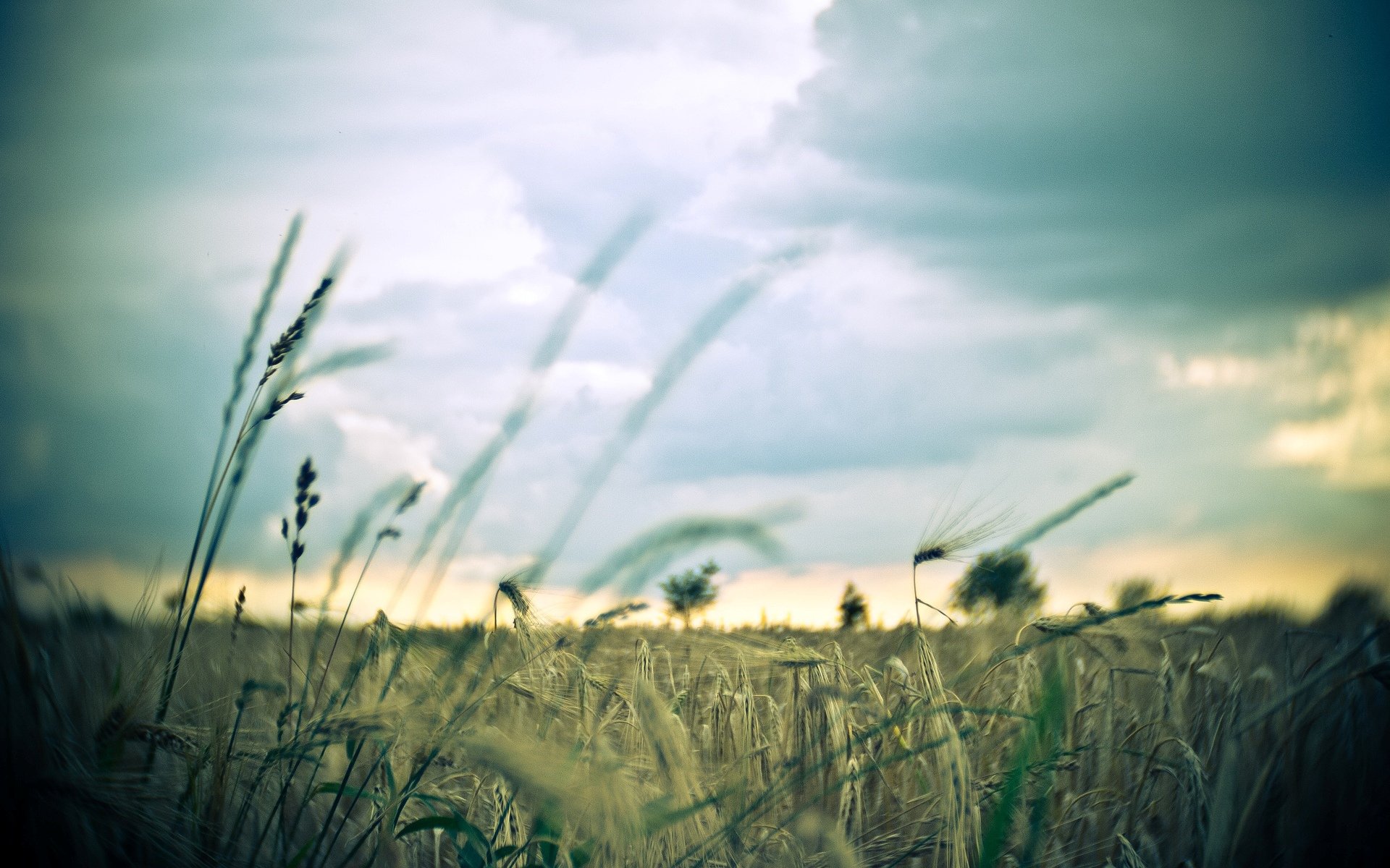 close up the field ears spikes wheat rye sky background wallpaper widescreen full screen hd wallpapers fullscreen