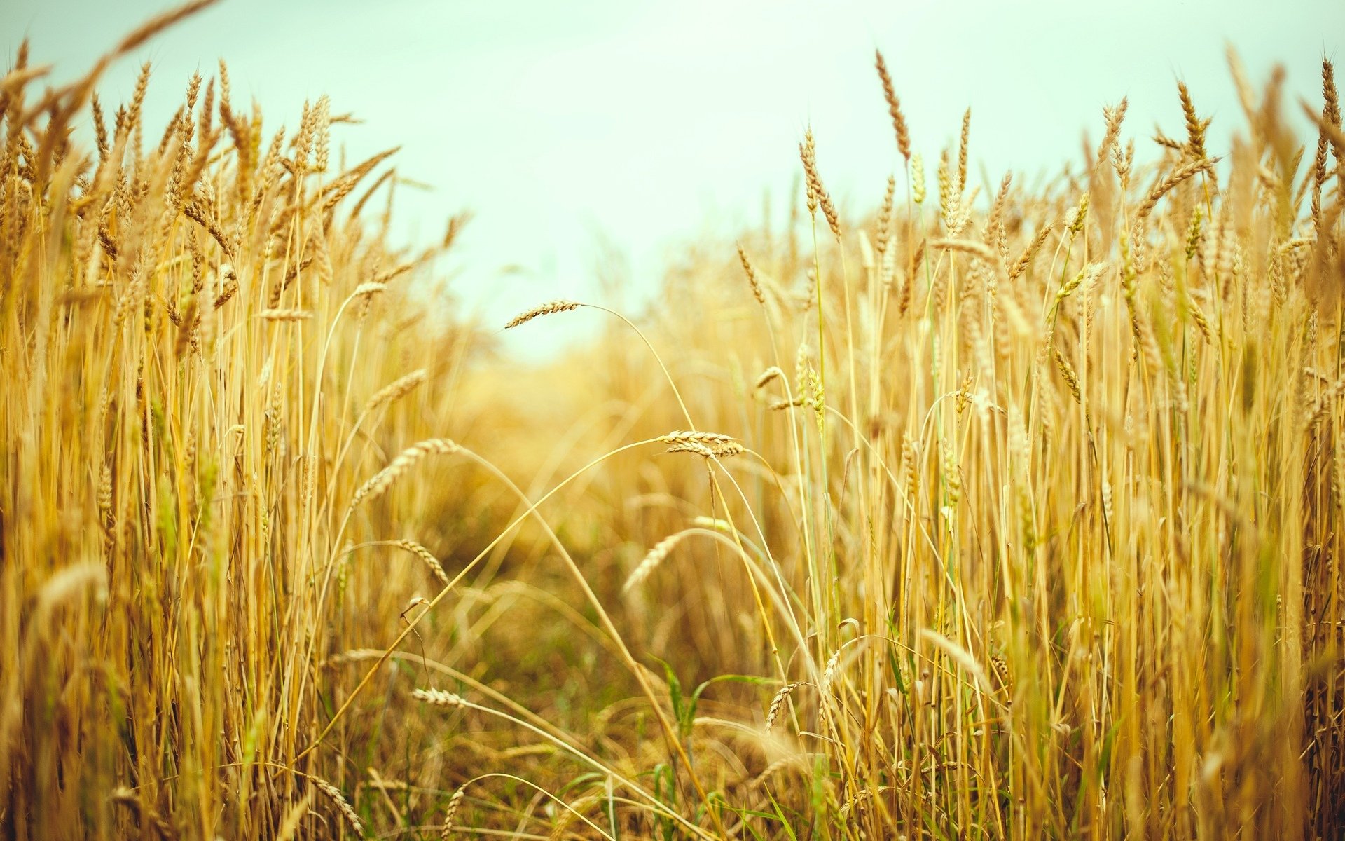 macro campo spighette spighette grano segale estate sole macro sfondo carta da parati widescreen schermo intero widescreen