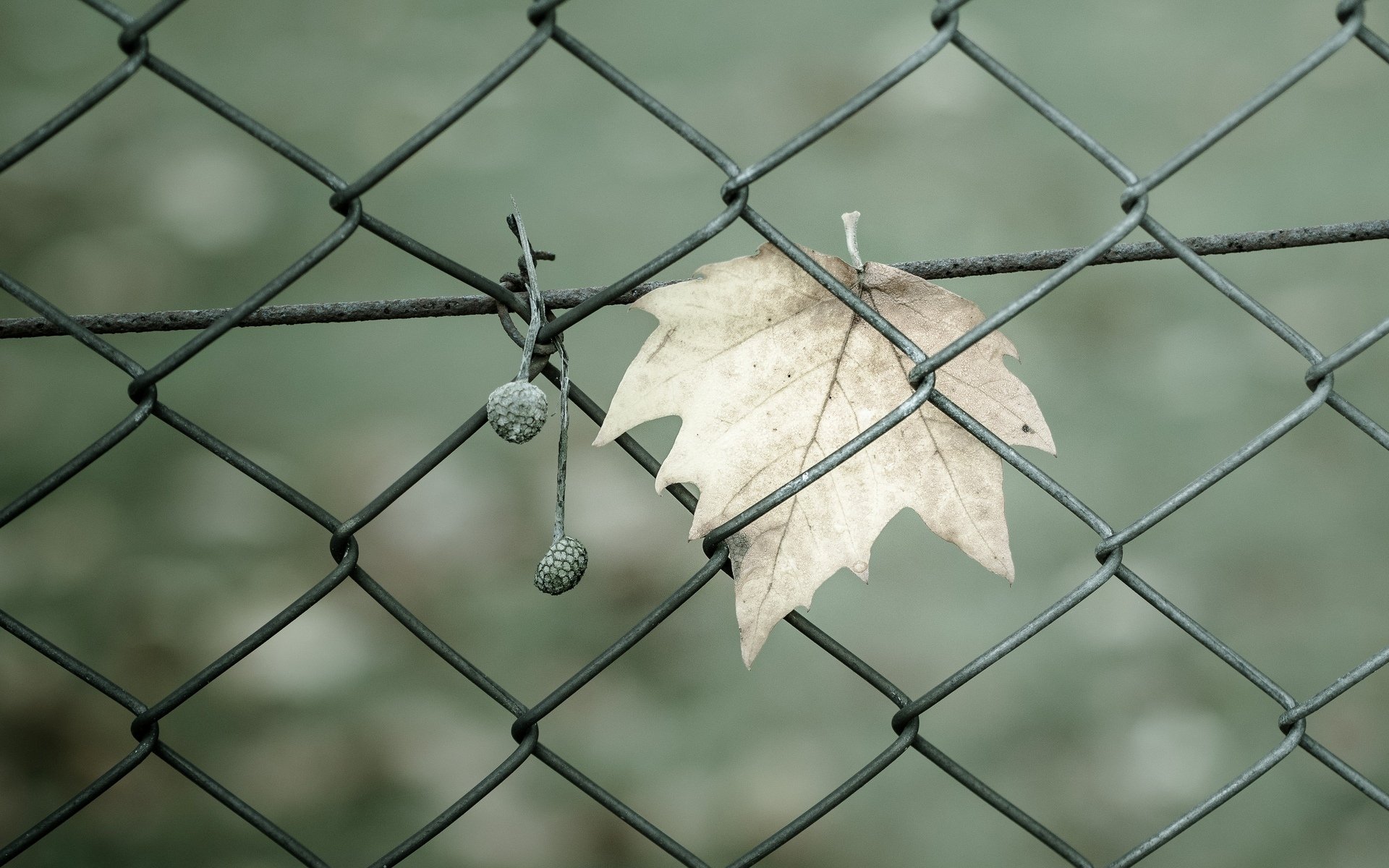 macro grid fence gate fence fence leaf leaf leave net green background wallpaper widescreen fullscreen widescreen widescreen