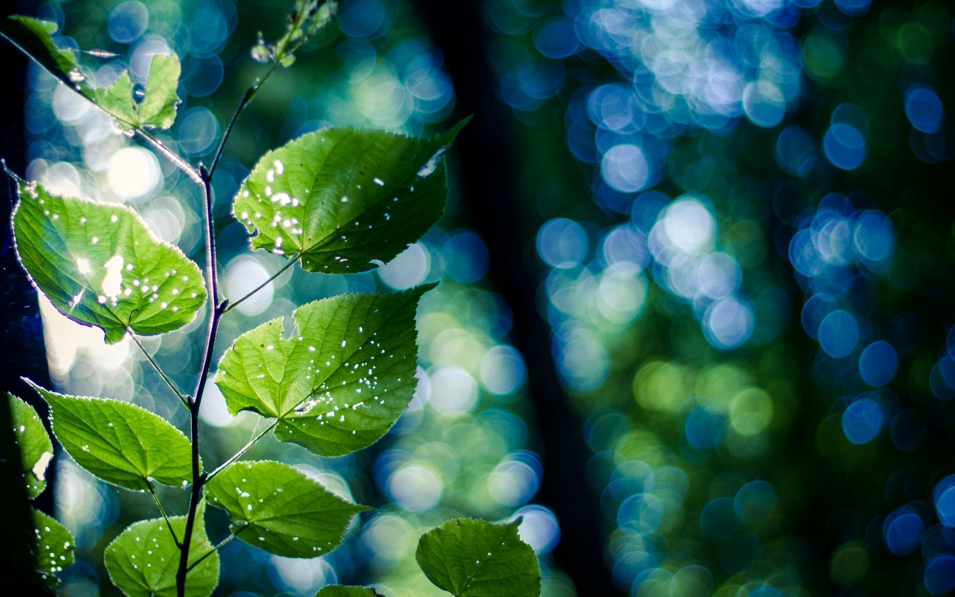 zweig blätter grün natur makro bokeh