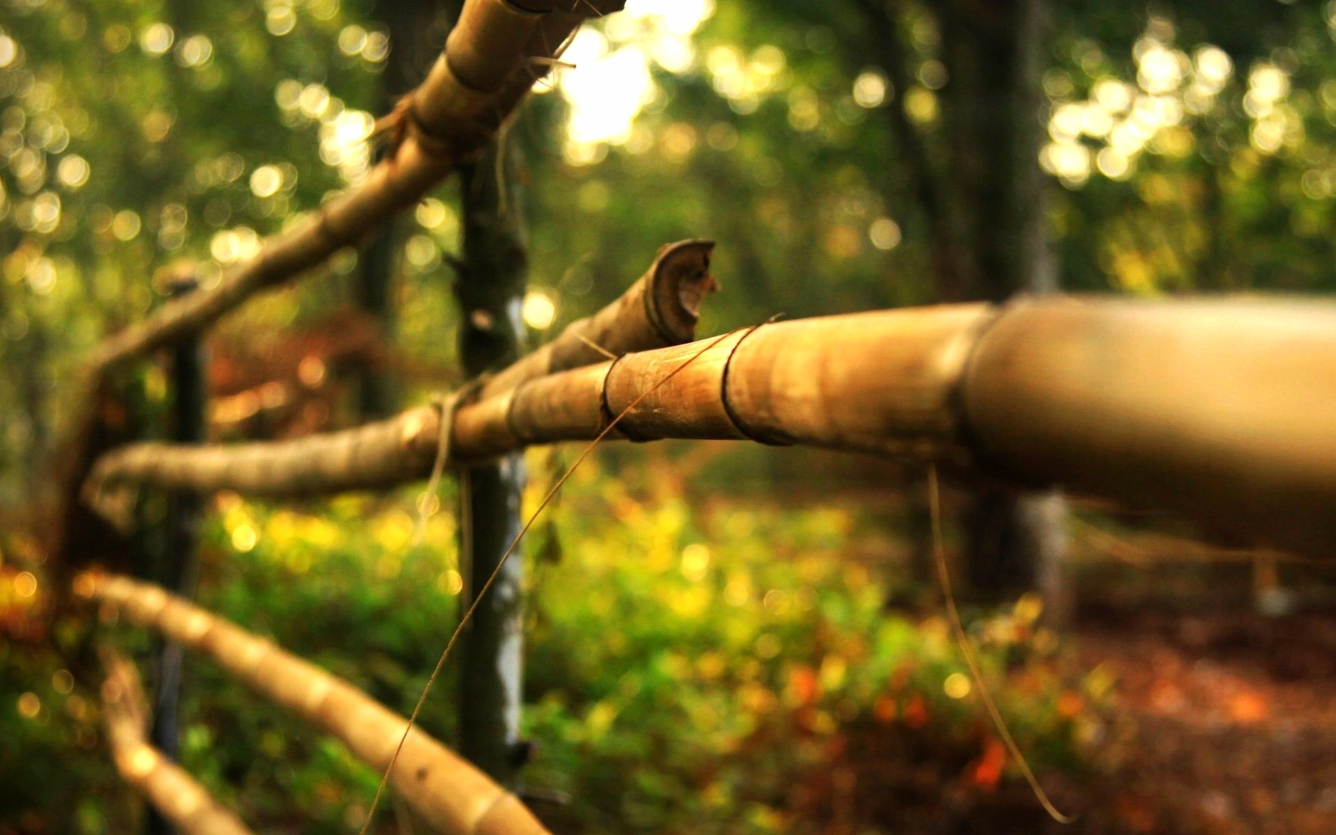 macro árbol cerca madera cercado naturaleza árboles hojas hojas bokeh desenfoque fondo papel pintado widescreen pantalla completa widescreen widescreen