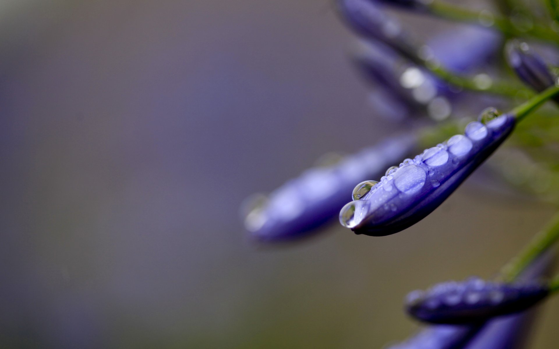 gros plan fleur gouttes eau