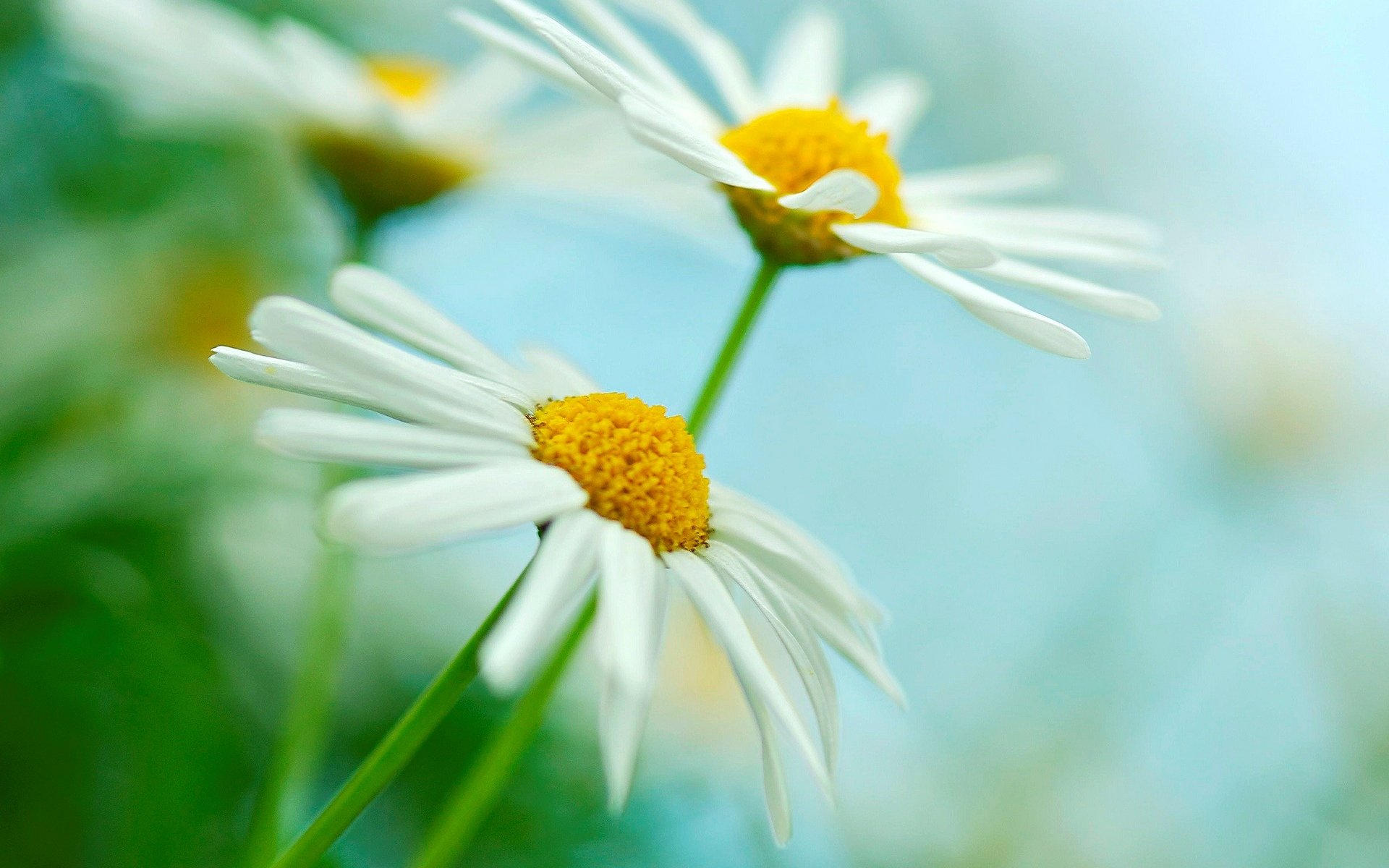 fleurs fleurs macro macro camomille marguerites blanc jaune vert flou fond papier peint écran large plein écran écran large écran large