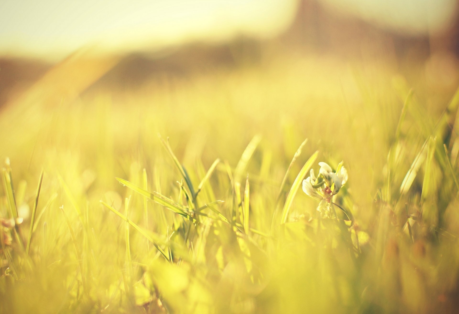 macro macro grass greenery meadow flowers green sun background flower flower pink petals wallpaper widescreen fullscreen widescreen widescreen