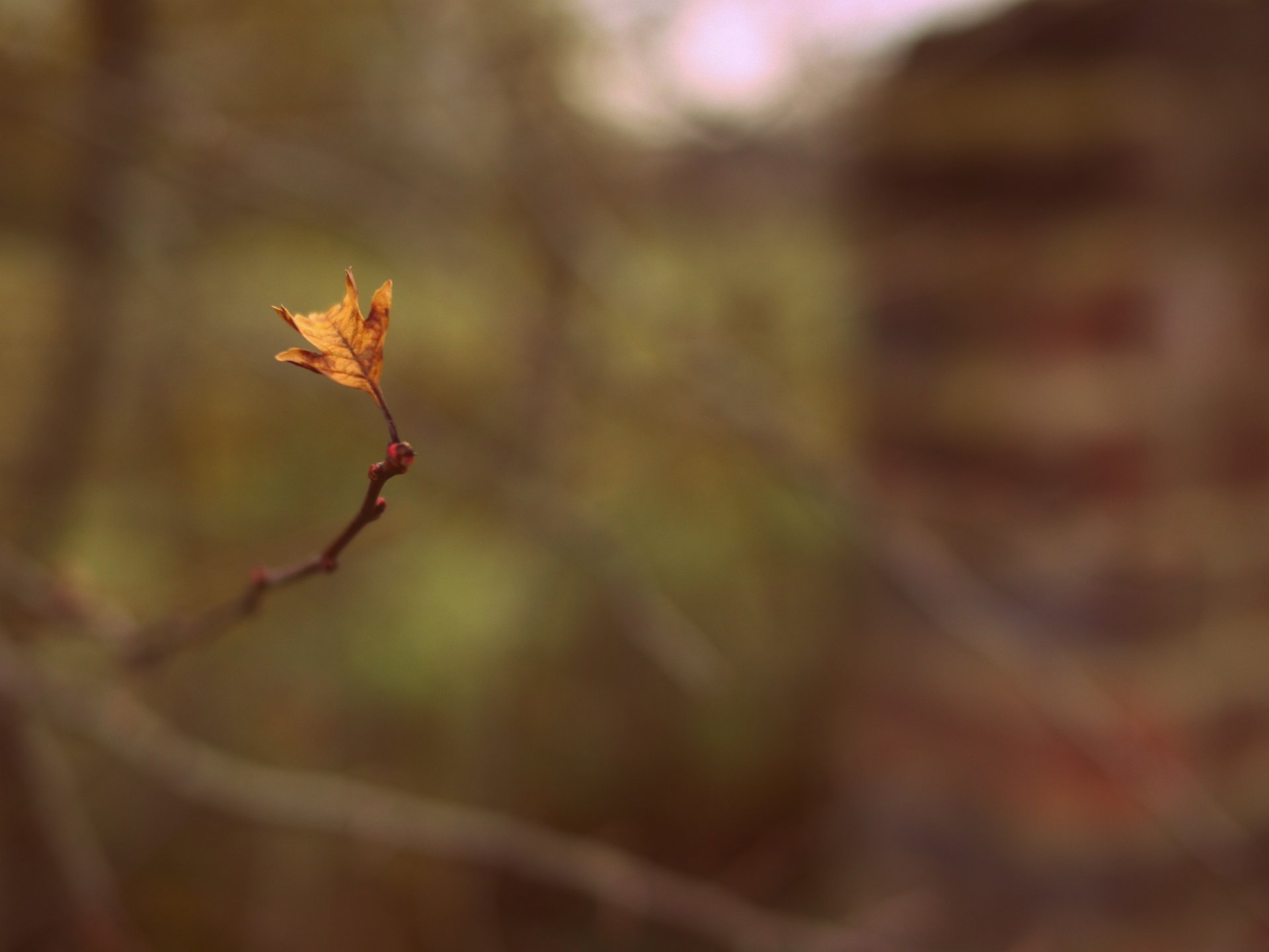 macro leaf leaflet branch twig blur background wallpaper widescreen fullscreen widescreen widescreen