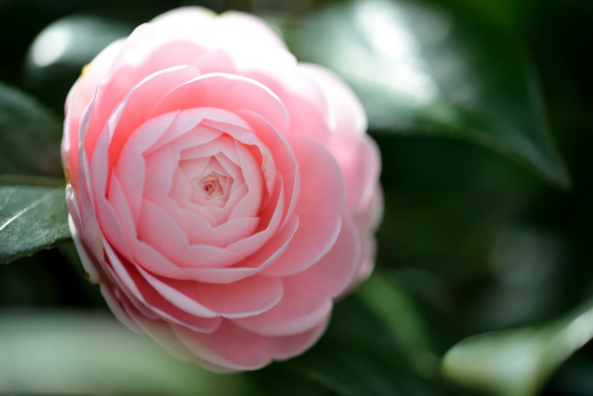 fiore camelia macro rosa