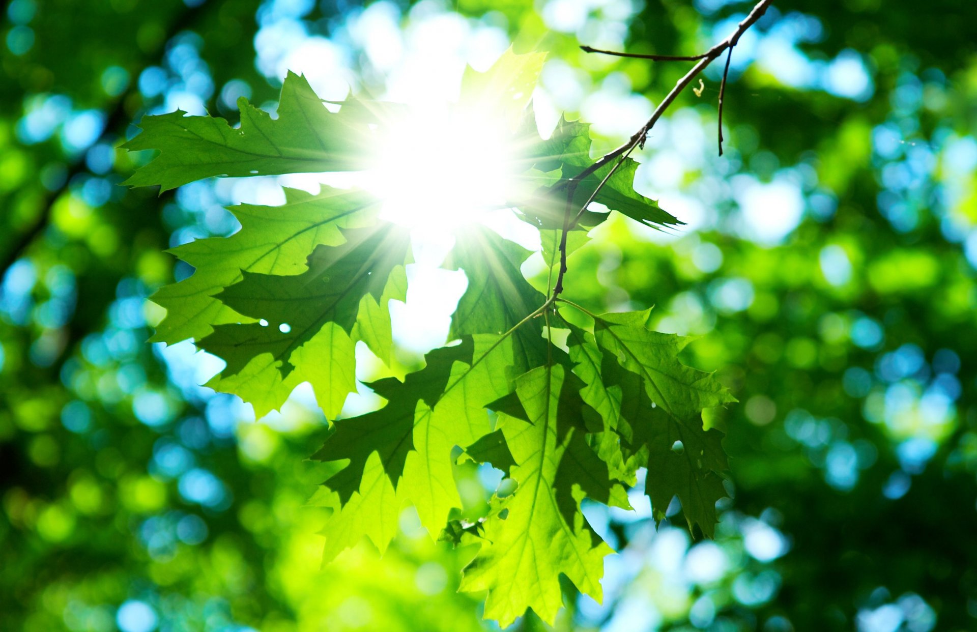 close up leaf leaves green sun day macro background wallpaper widescreen full screen hd wallpaper