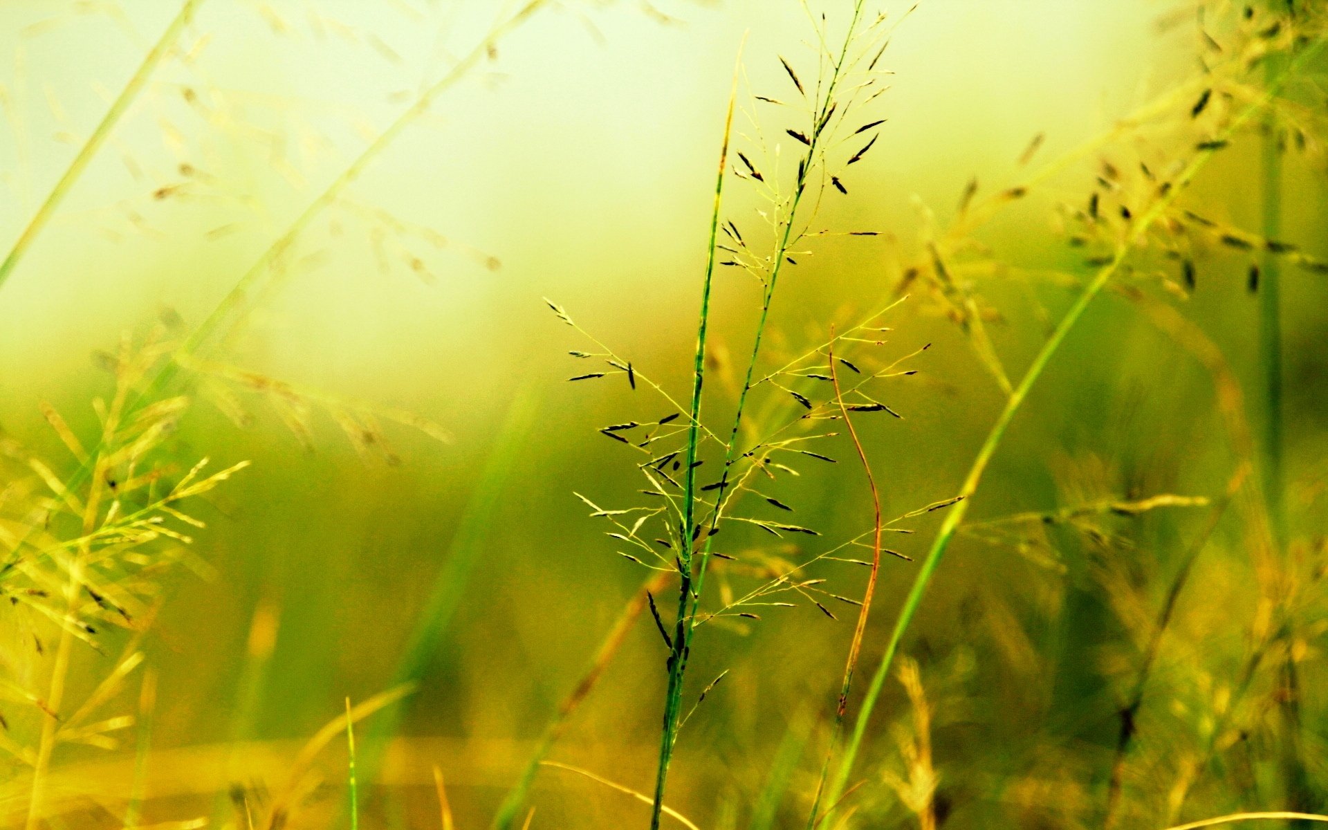 macro planta vegetación verde desenfoque fondo macro papel pintado widescreen pantalla completa widescreen widescreen