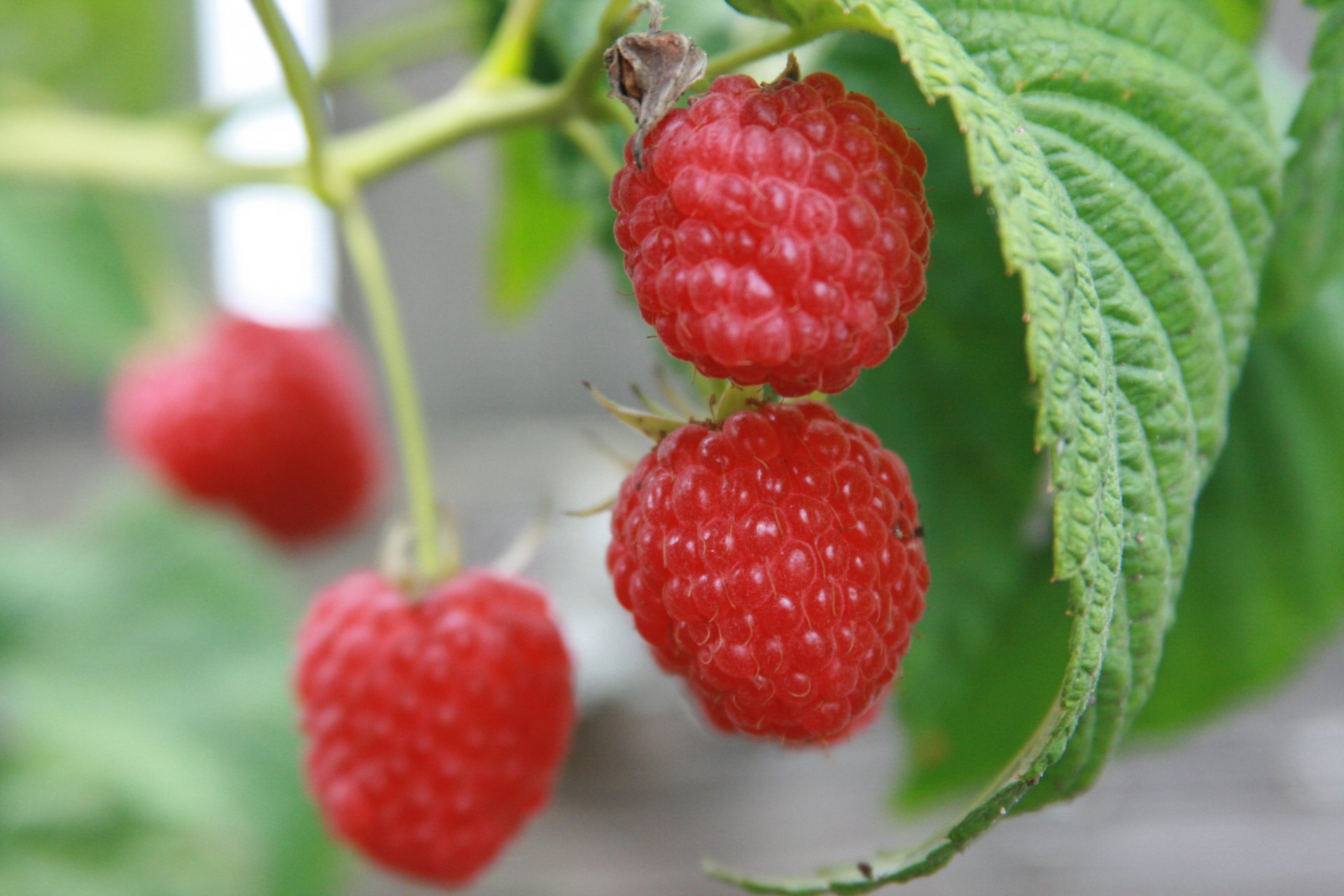 makro malina jagoda jagody jedzenie natura rośliny ogród