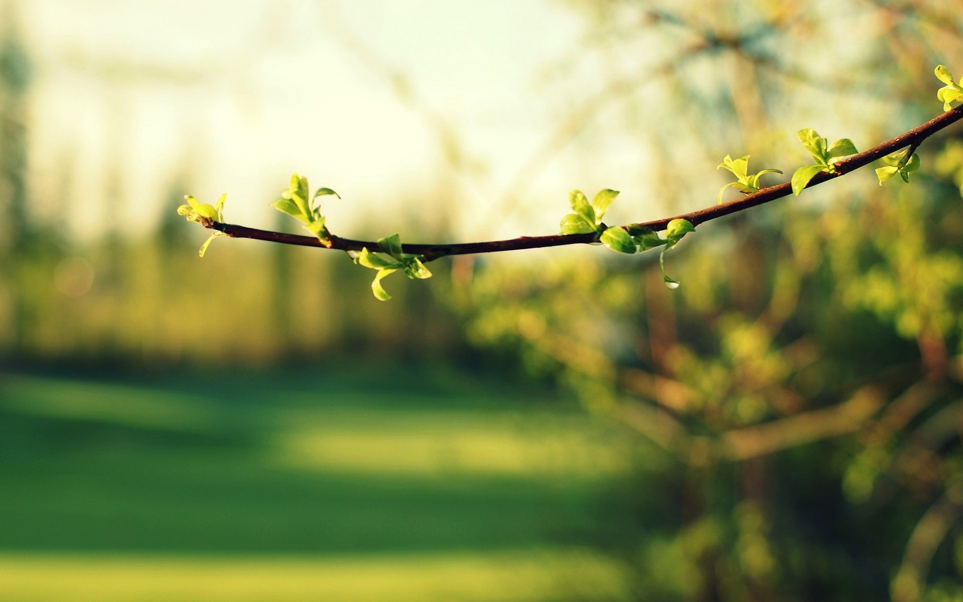 macro foglia foglia verde ramo sfocatura alberi fogliame sfondo carta da parati widescreen schermo intero widescreen widescreen