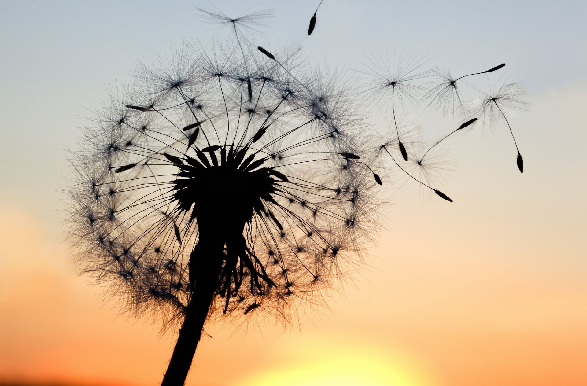 gros plan pissenlit silhouette plante fleurs coucher de soleil ciel fond papier peint écran large plein écran écran large