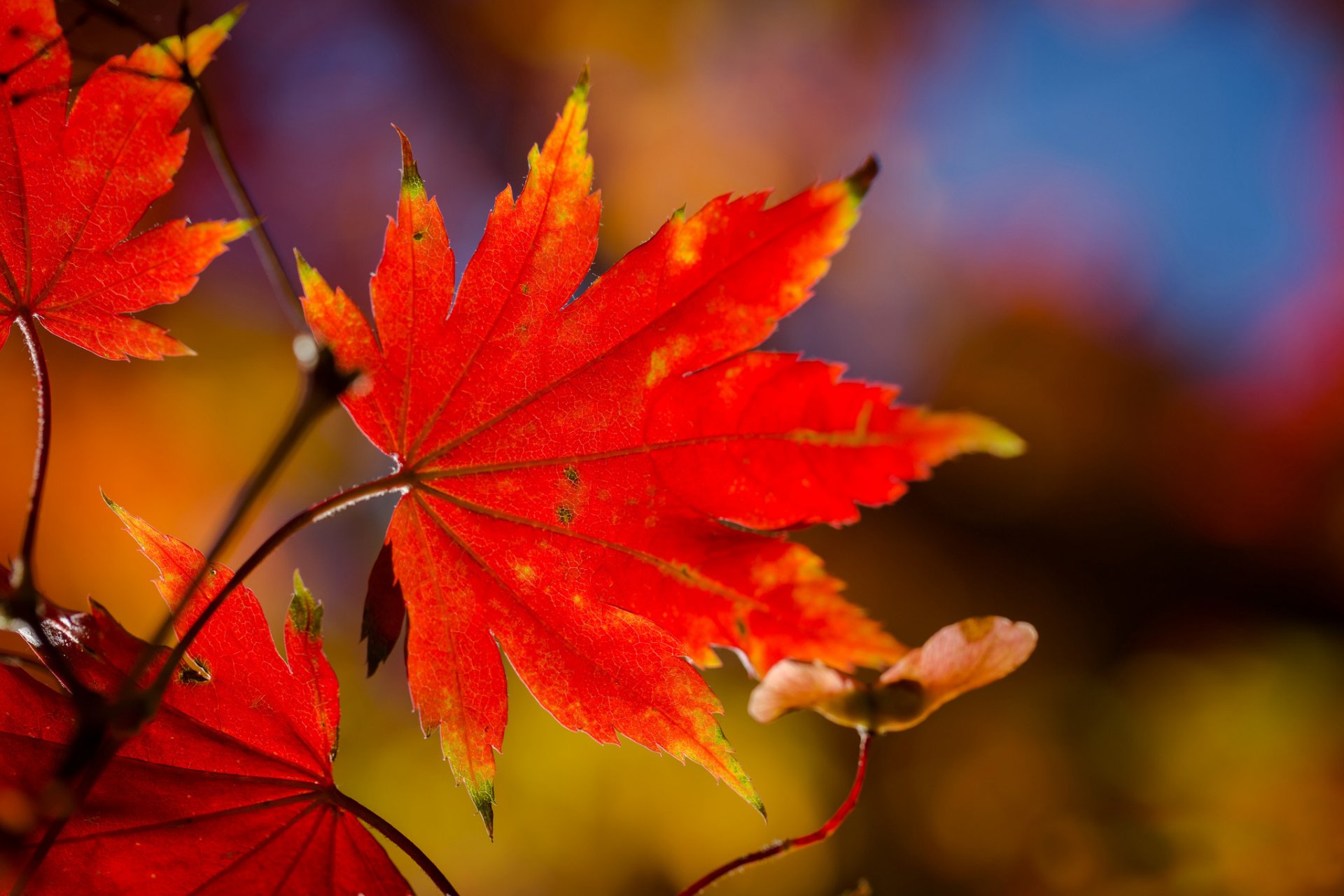 branche feuilles automne rouge érable gros plan