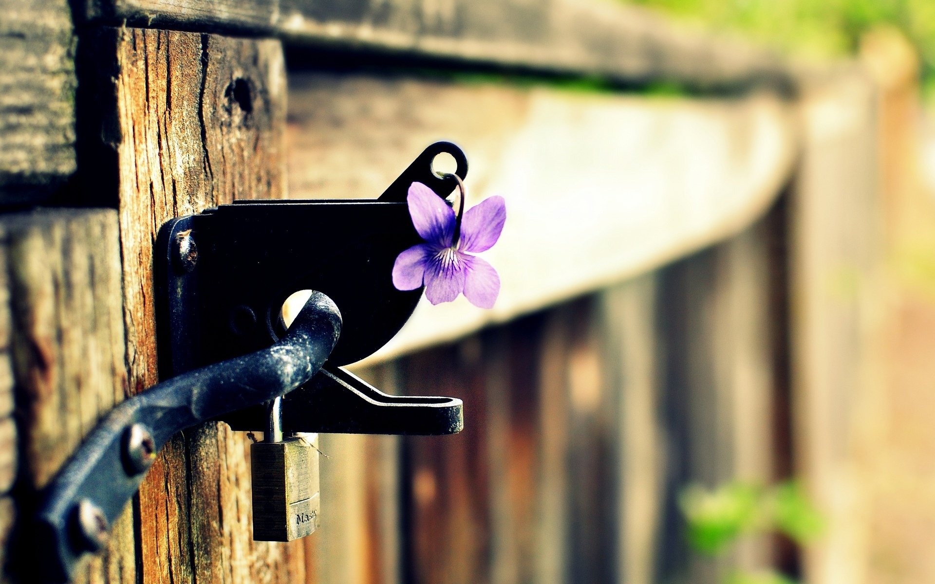 macro fiore fiore viola recinzione serratura cancello sfocatura sfondo carta da parati widescreen schermo intero widescreen widescreen