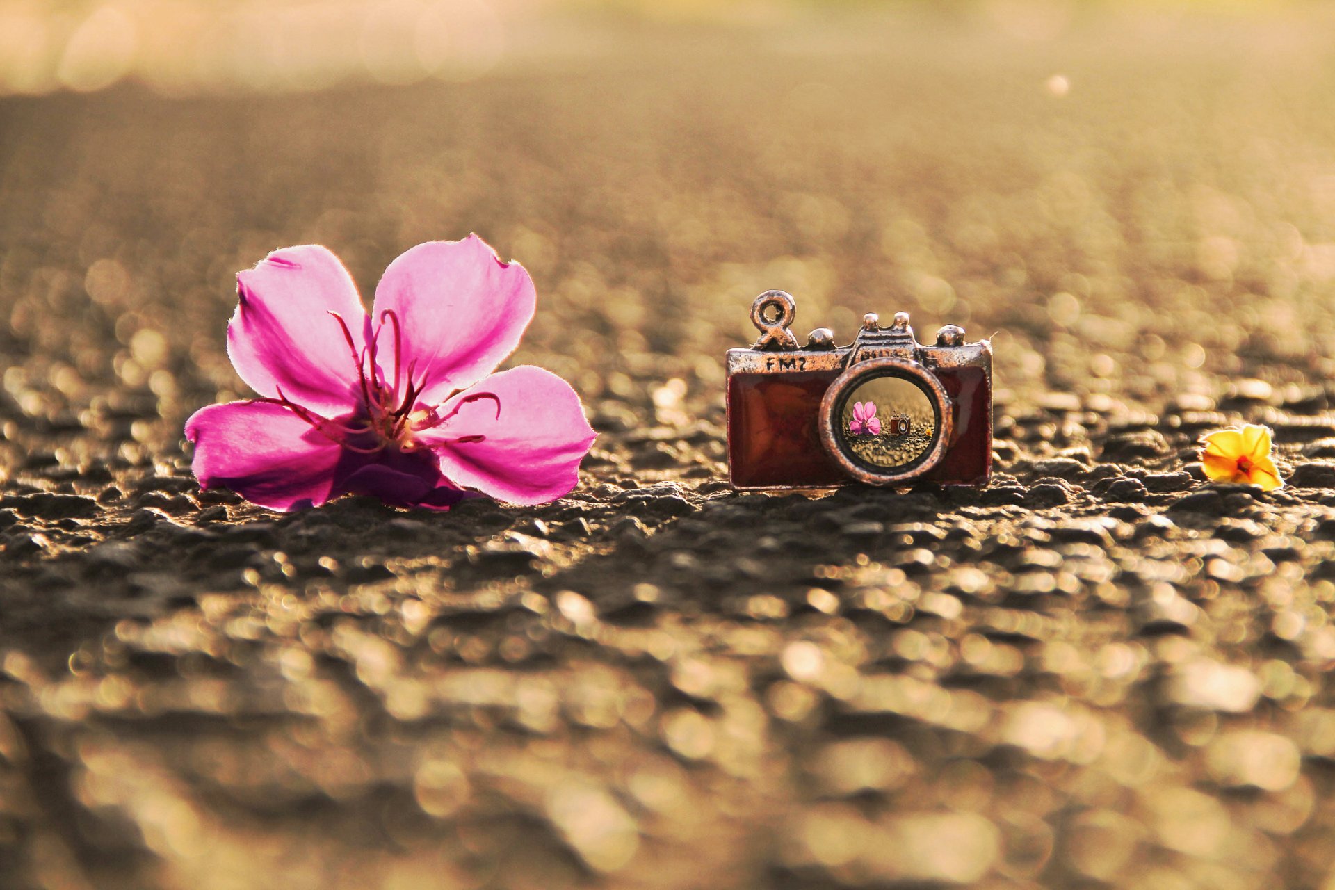 macro ciondolo ciondolo macchina fotografica macchina fotografica fiore fiore rosa riflessione asfalto terra sfondo carta da parati widescreen schermo intero widescreen widescreen