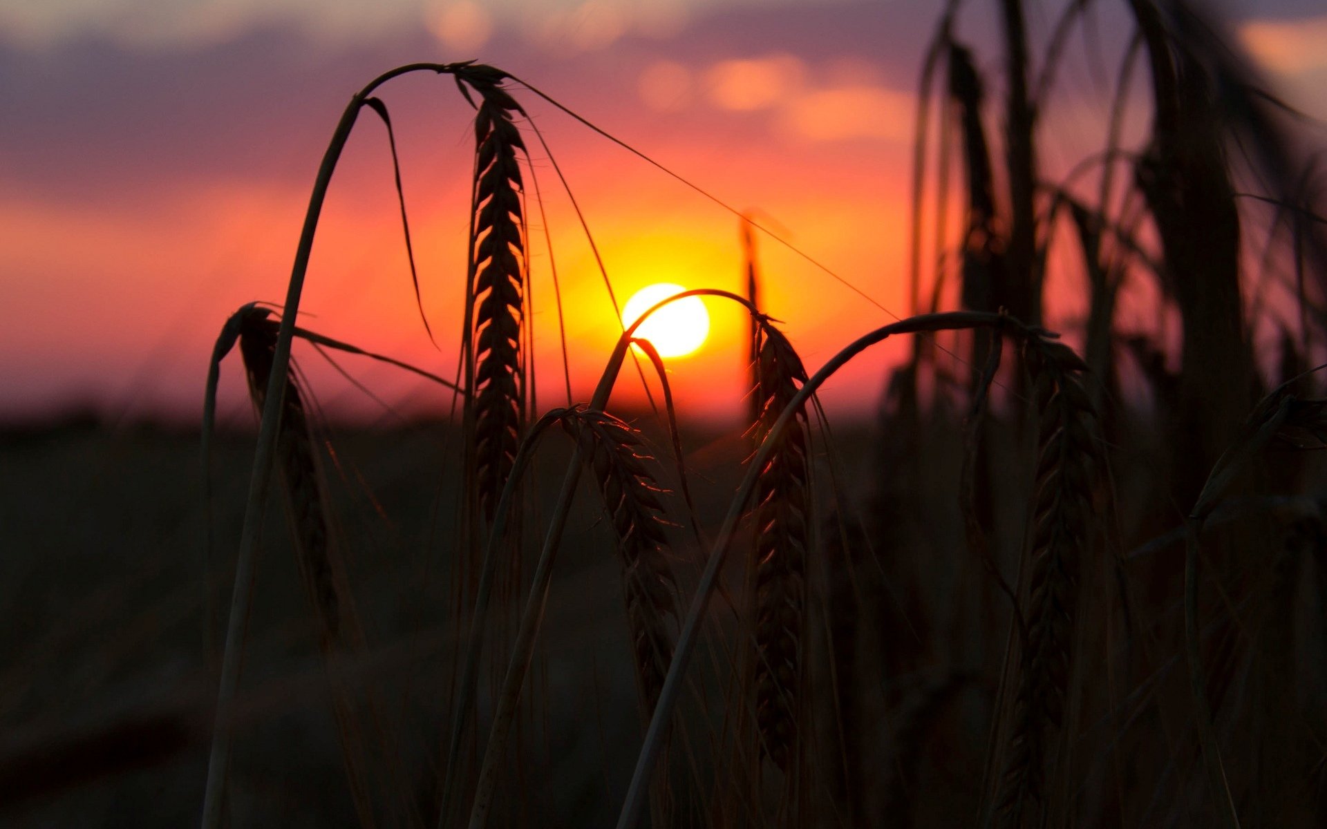 close up wheat rye the field ears spikes sunset sun night background wallpaper widescreen full screen hd wallpapers fullscreen