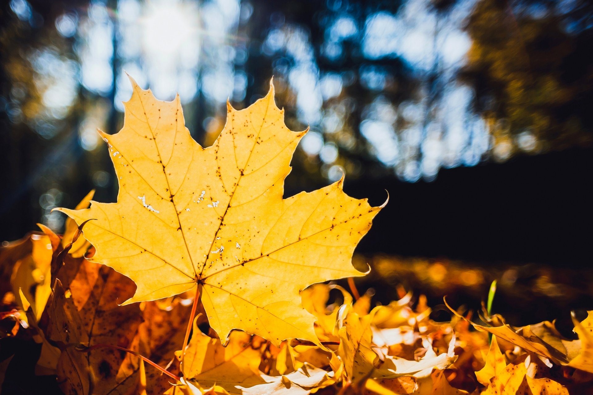 foglia giallo acero foglie secco caduto bokeh natura macro autunno