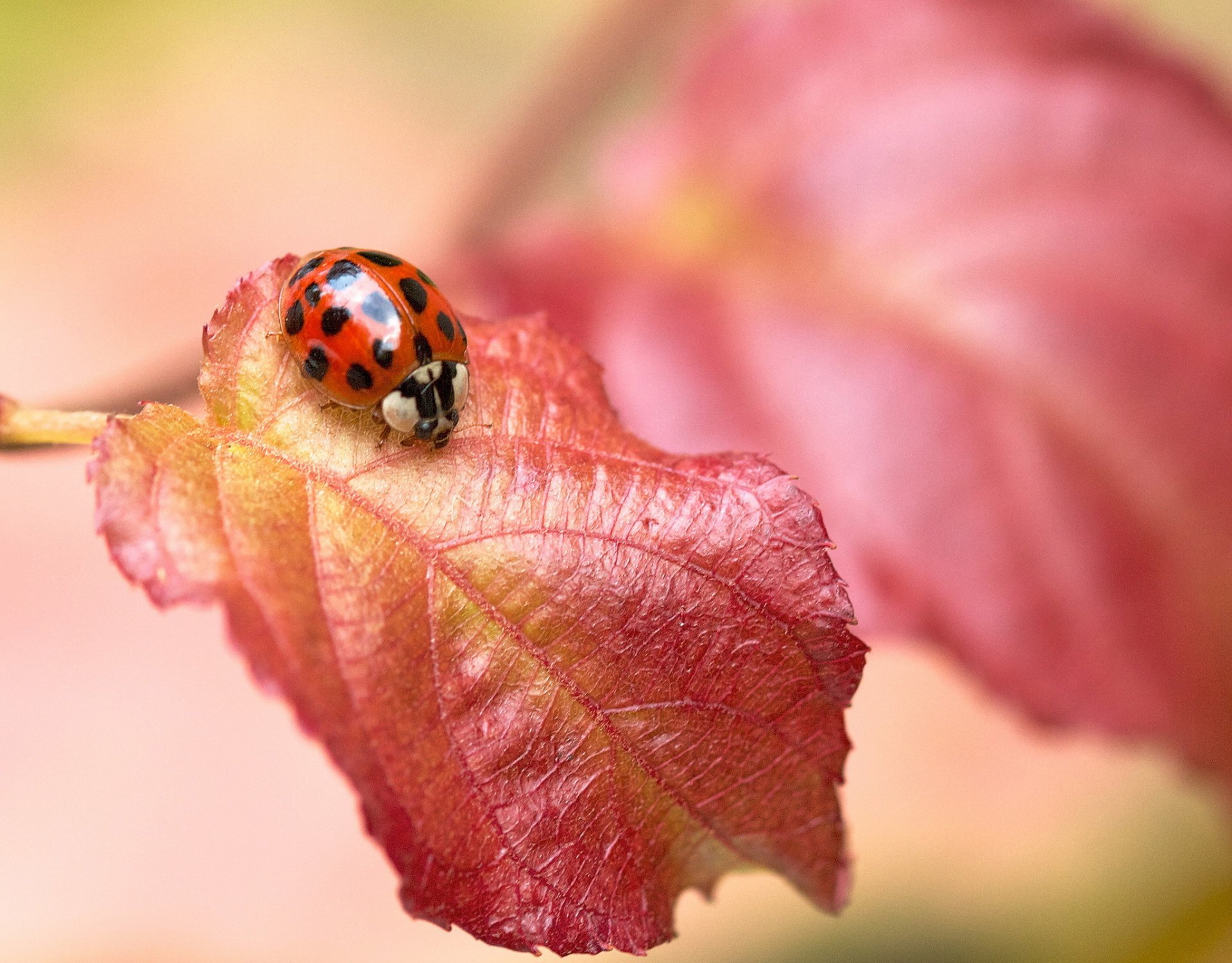 blatt rot insekt marienkäfer