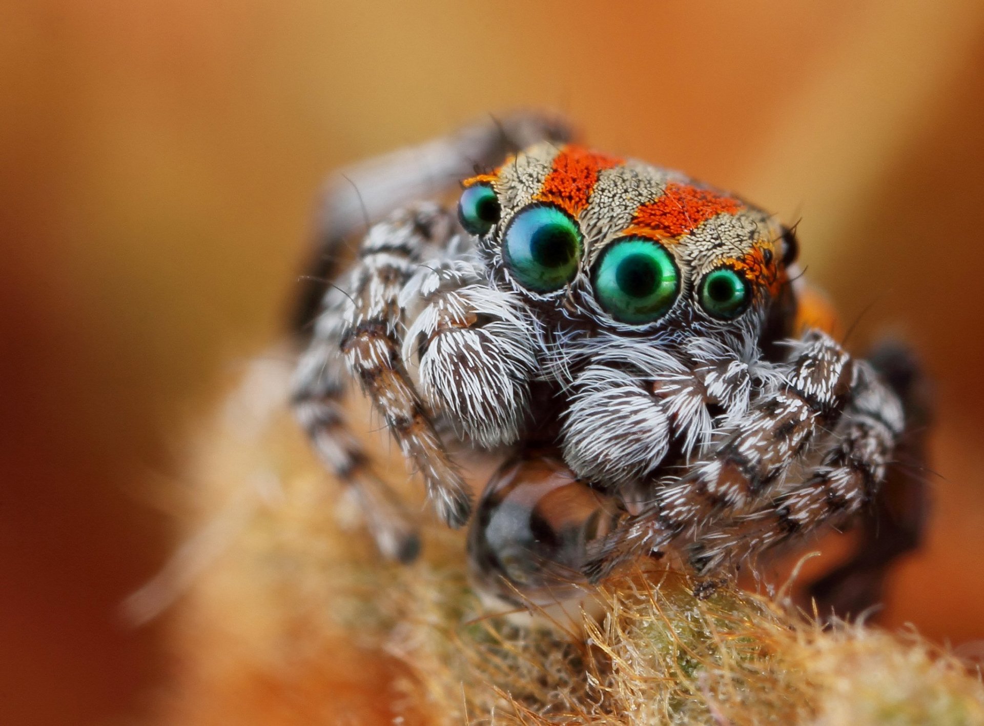 macro araña jumper ojos vista