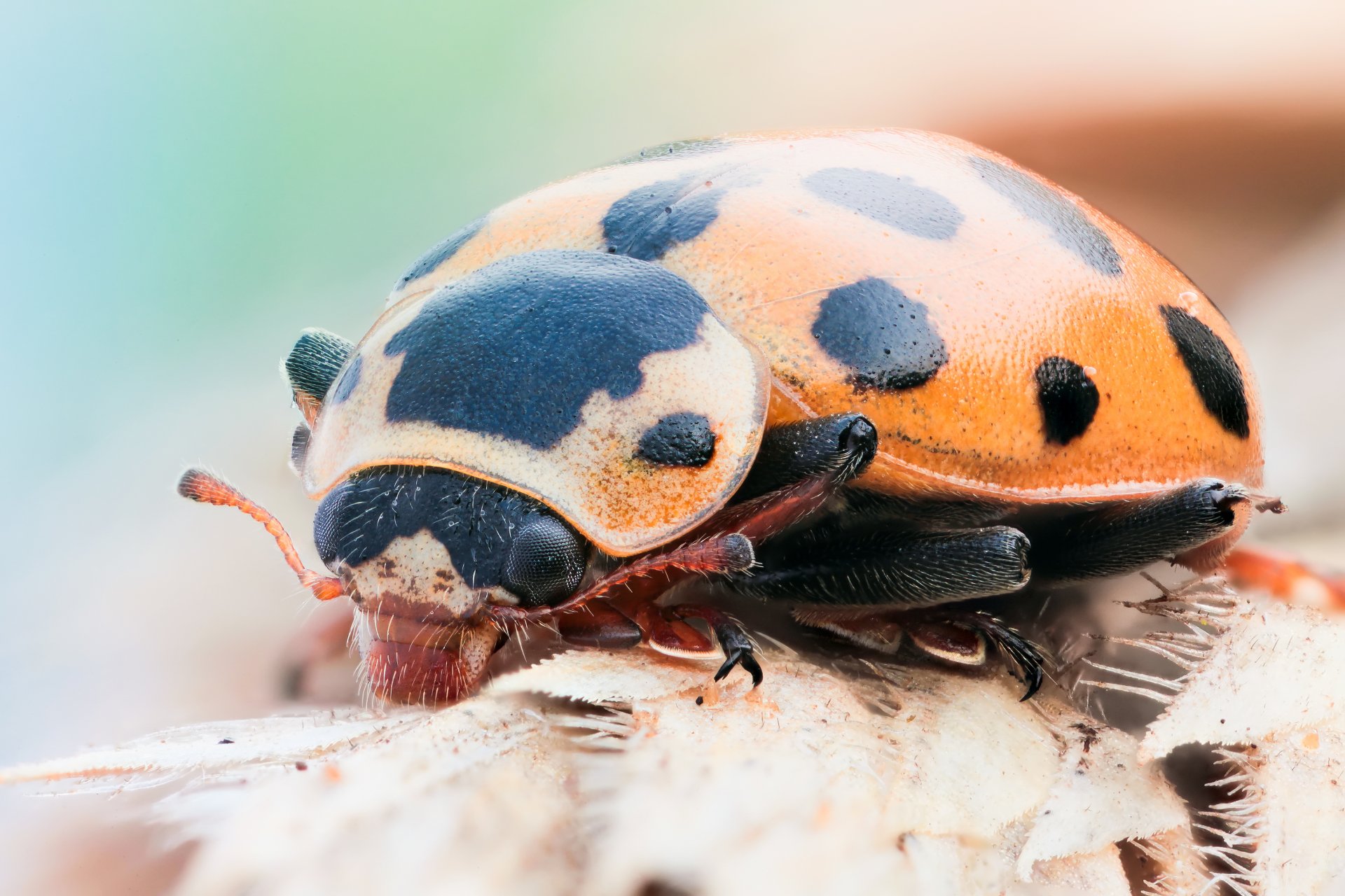 coccinella nero arancione