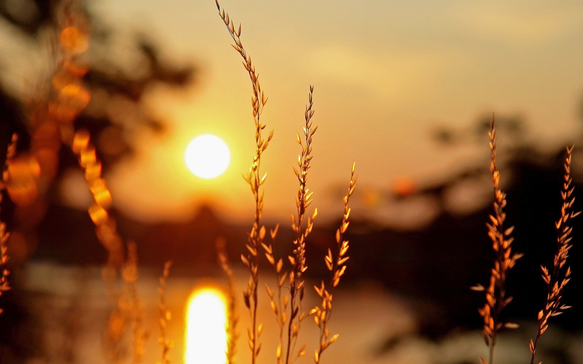 close up plant vegetation ears light sun sunset blur background wallpaper widescreen full screen hd wallpapers fullscreen