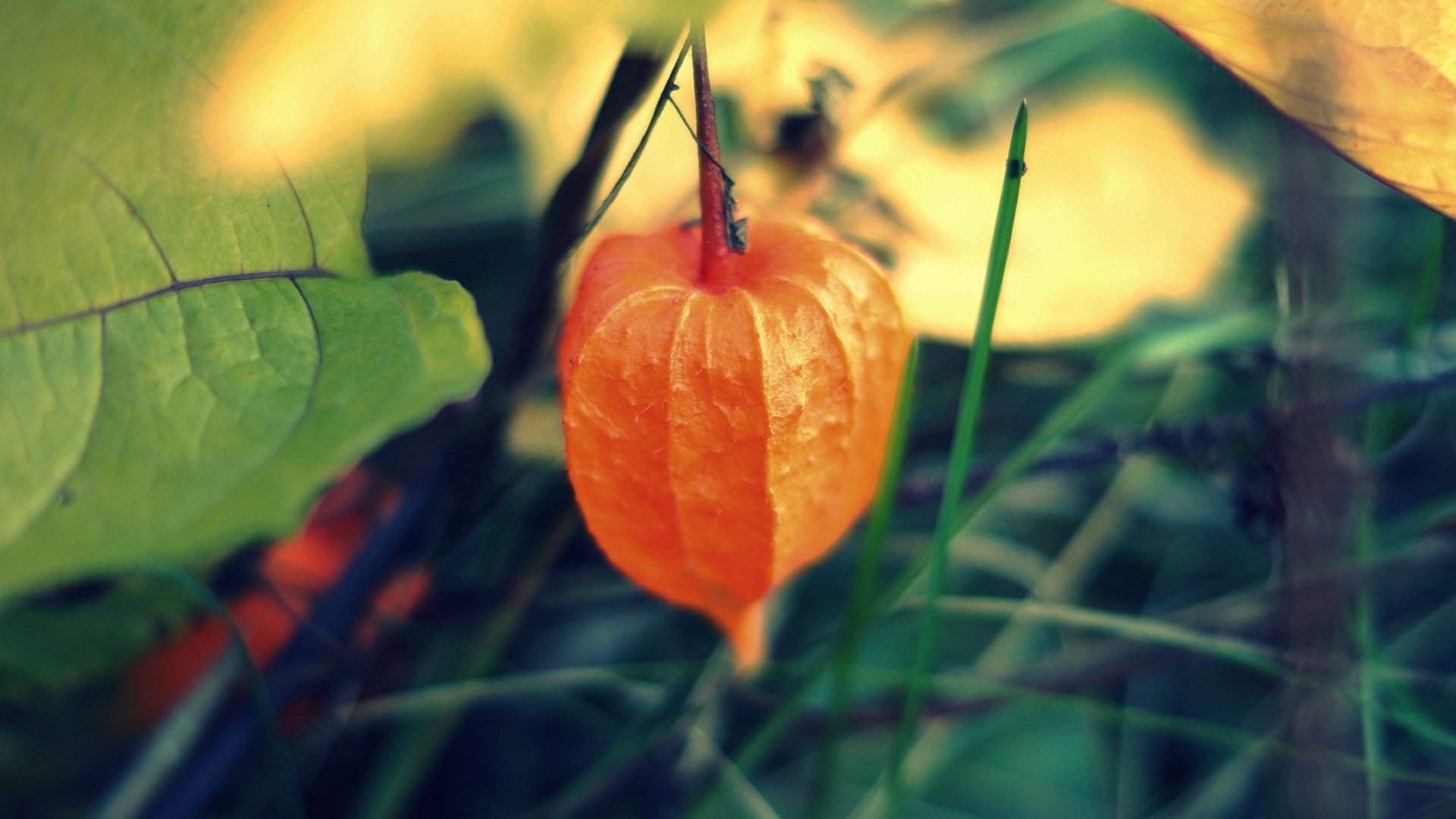 macro pianta physalis lanterna cinese arancione foglie albero sfondo carta da parati