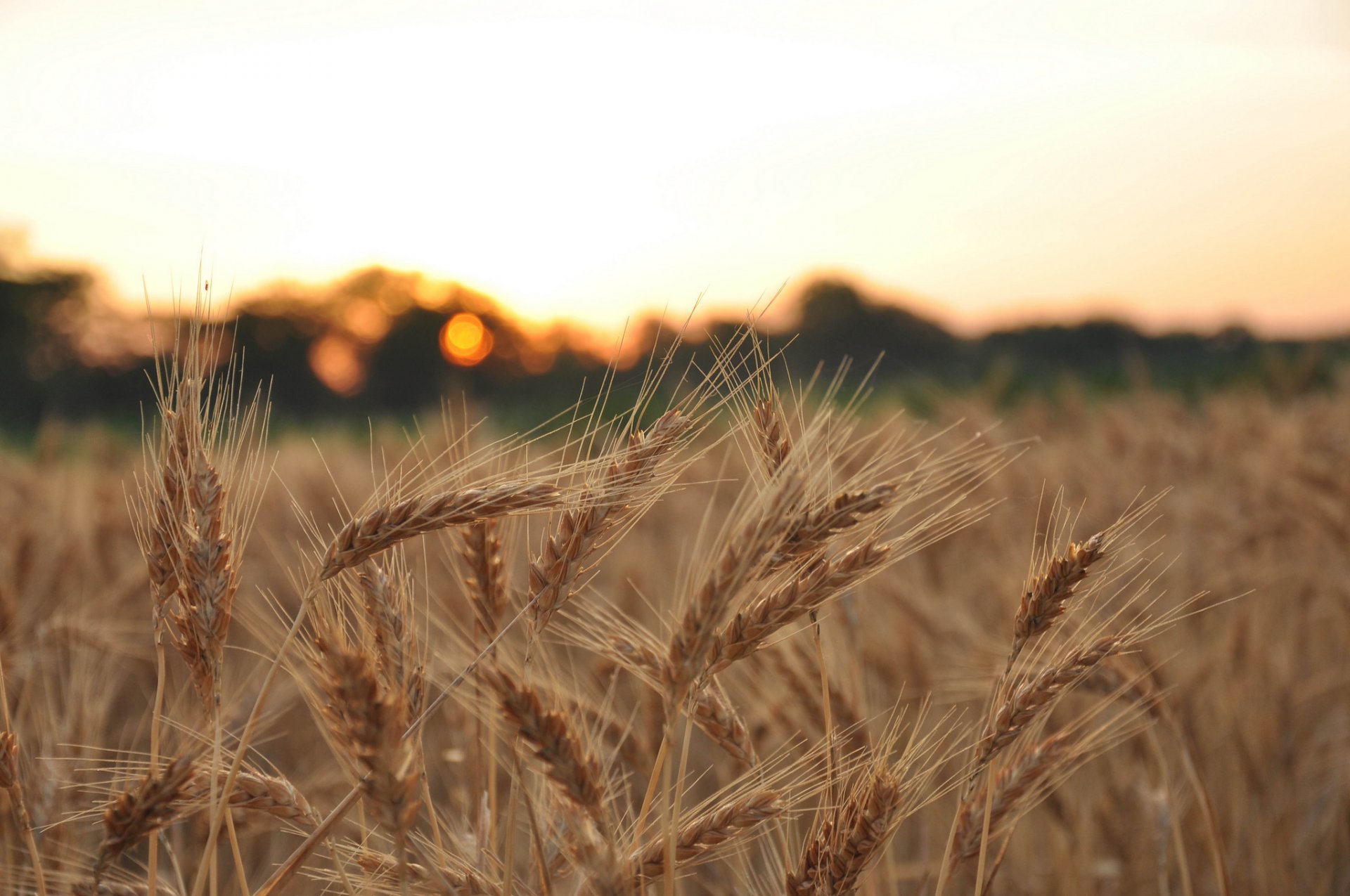 close up wheat rye ears spikes spike the field blur background wallpaper widescreen full screen hd wallpapers fullscreen