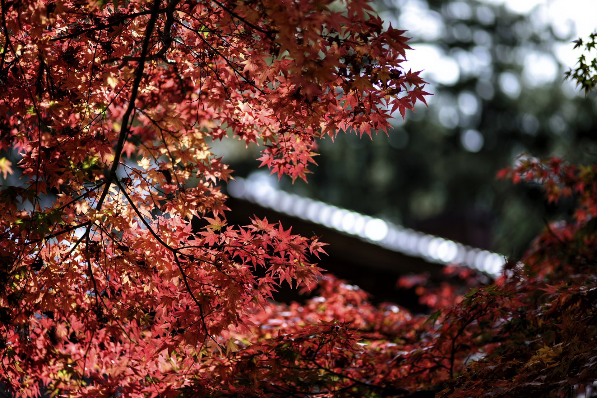 arbre érable rouge feuilles macro éblouissement bokeh mise au point flou