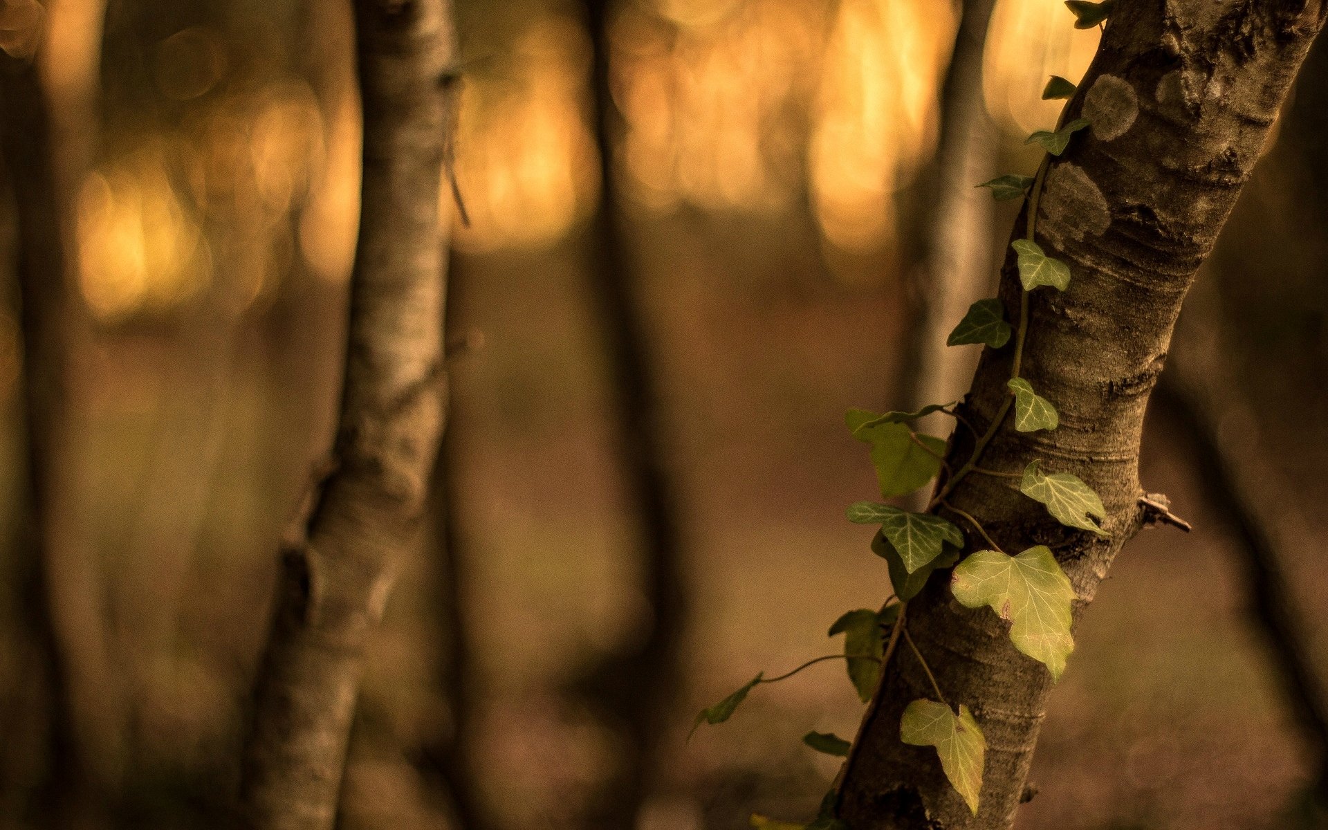 macro albero alberi corteccia foglie foglioline verde foglie sfocatura bokeh macro sfondo carta da parati widescreen schermo intero widescreen widescreen