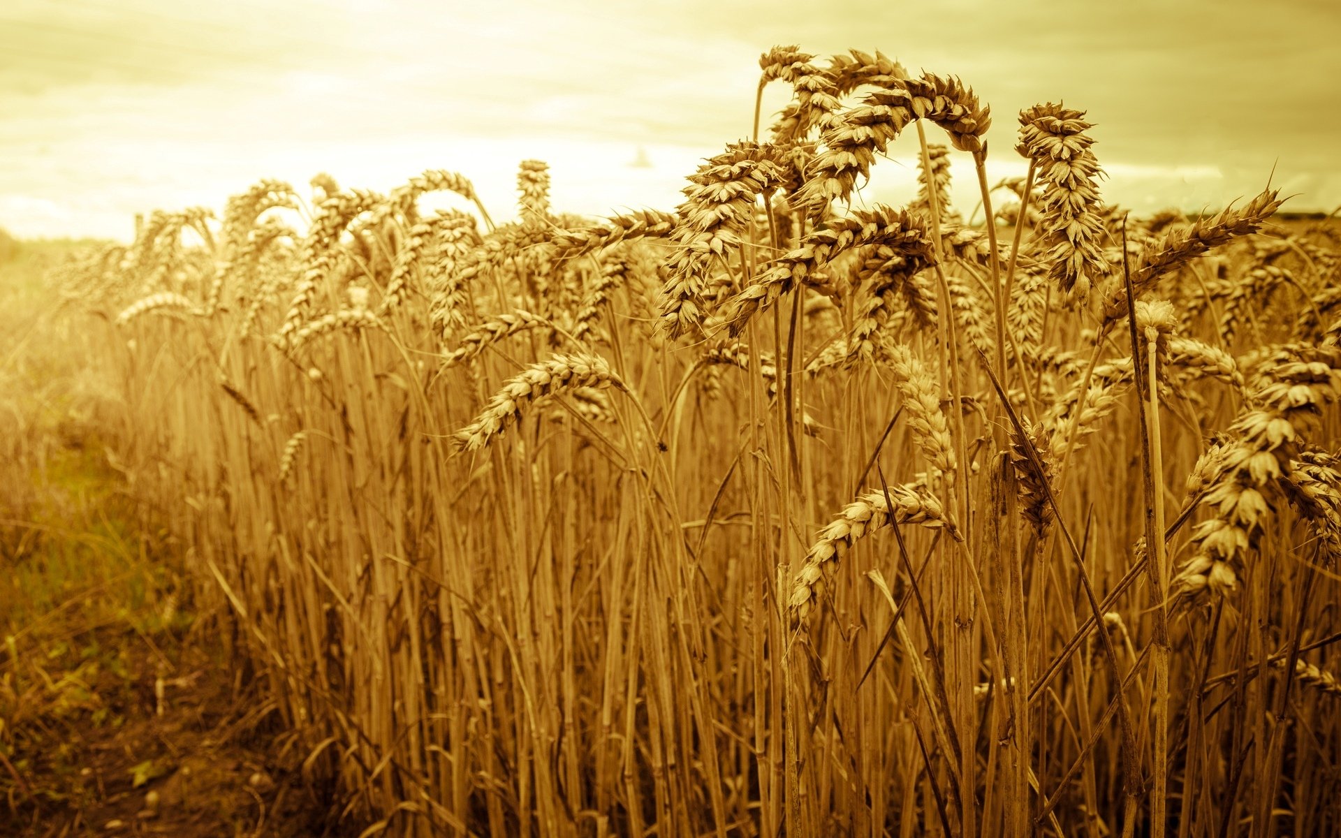 macro natura campo grano segale spighe spighette spighetta sole cielo bello macro sfondo carta da parati widescreen a schermo intero widescreen widescreen