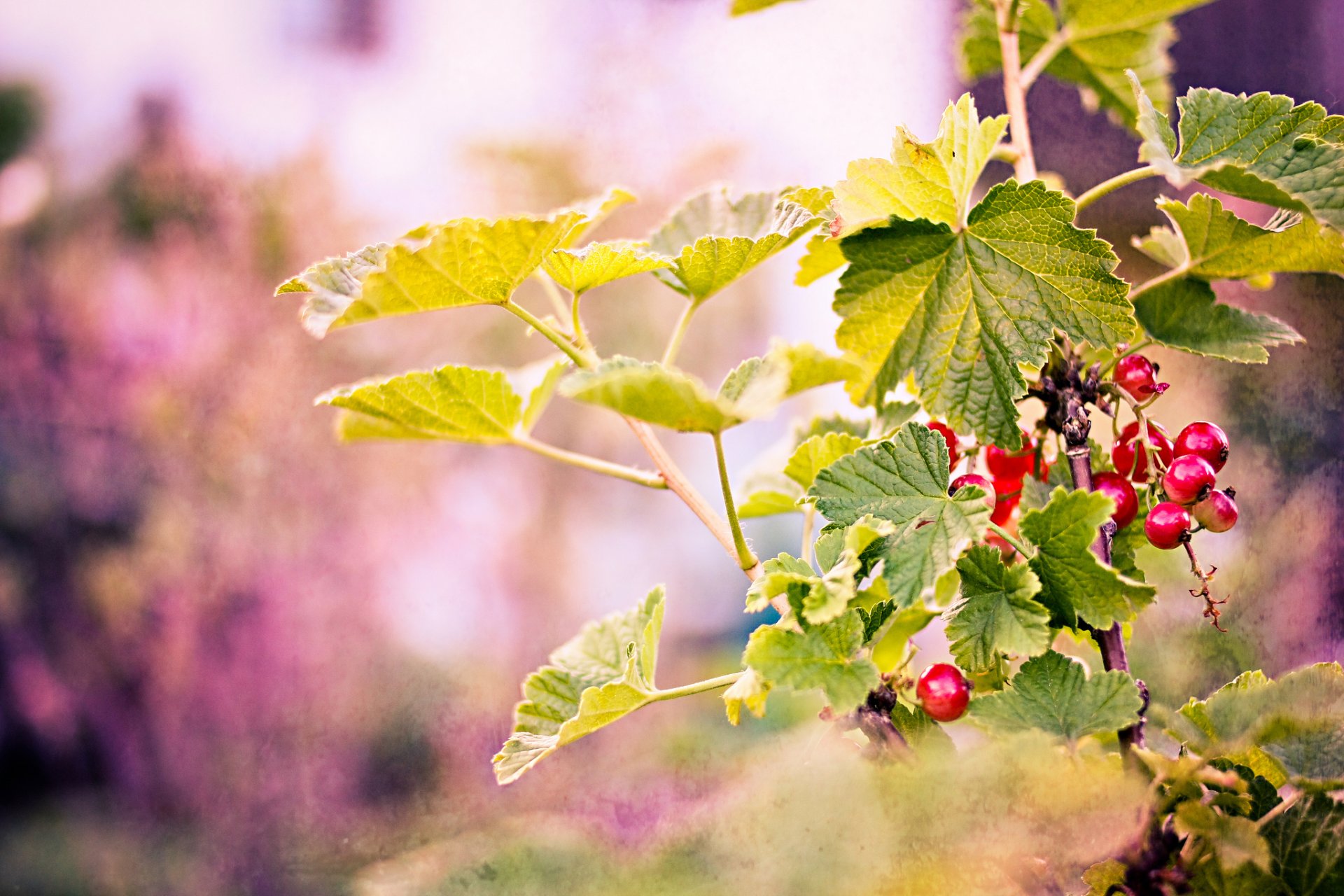 branches leaves berries red background