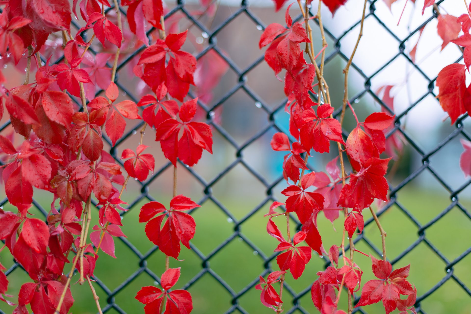 red leaves branches ivy droplets after the rain fence net close up