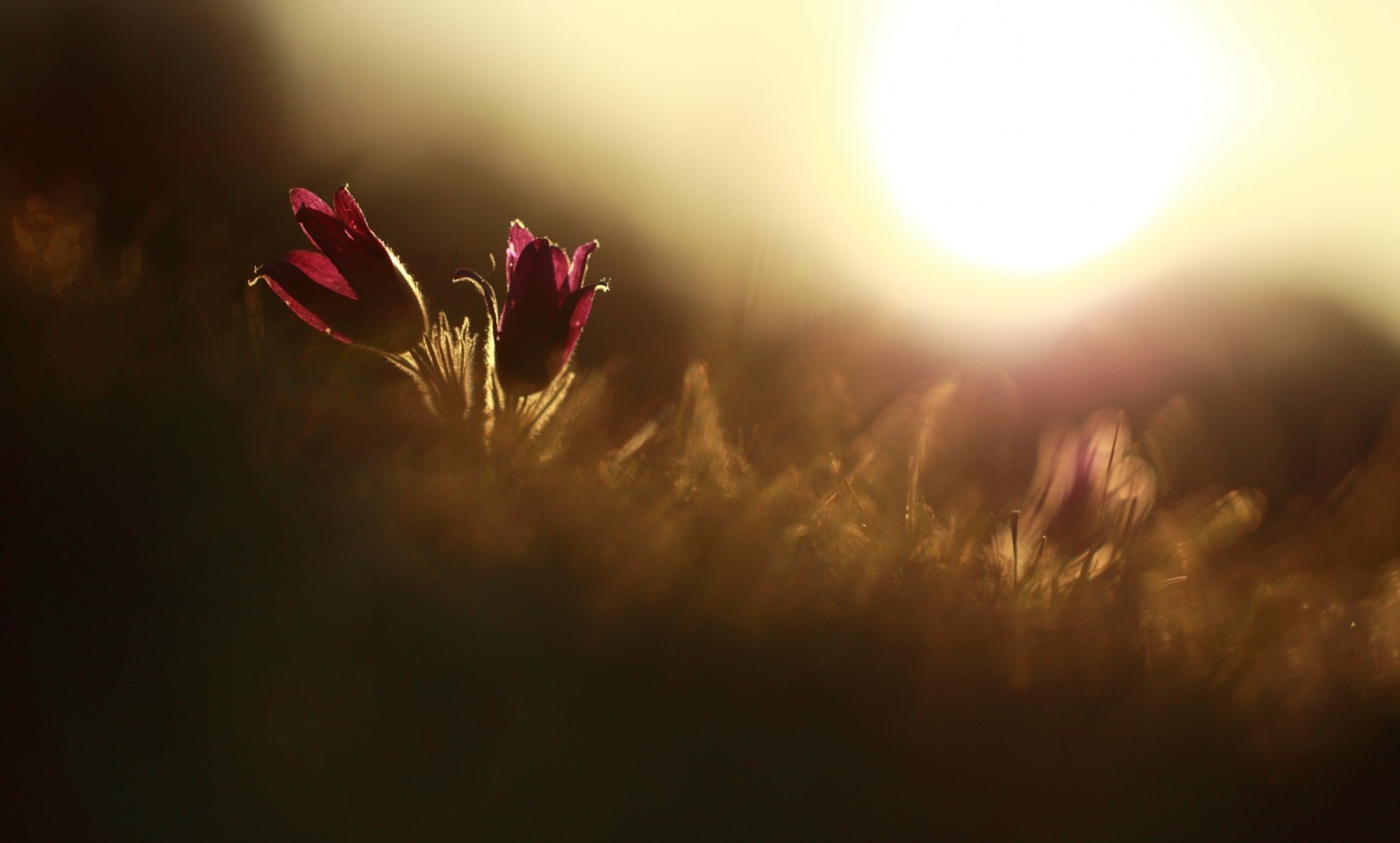 makro blumen blümchen blume rot pflanze sonne hintergrund tapete widescreen vollbild widescreen widescreen