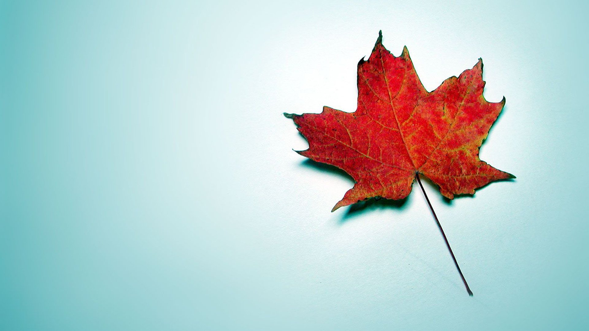 fondo azul hoja de otoño rojo arce