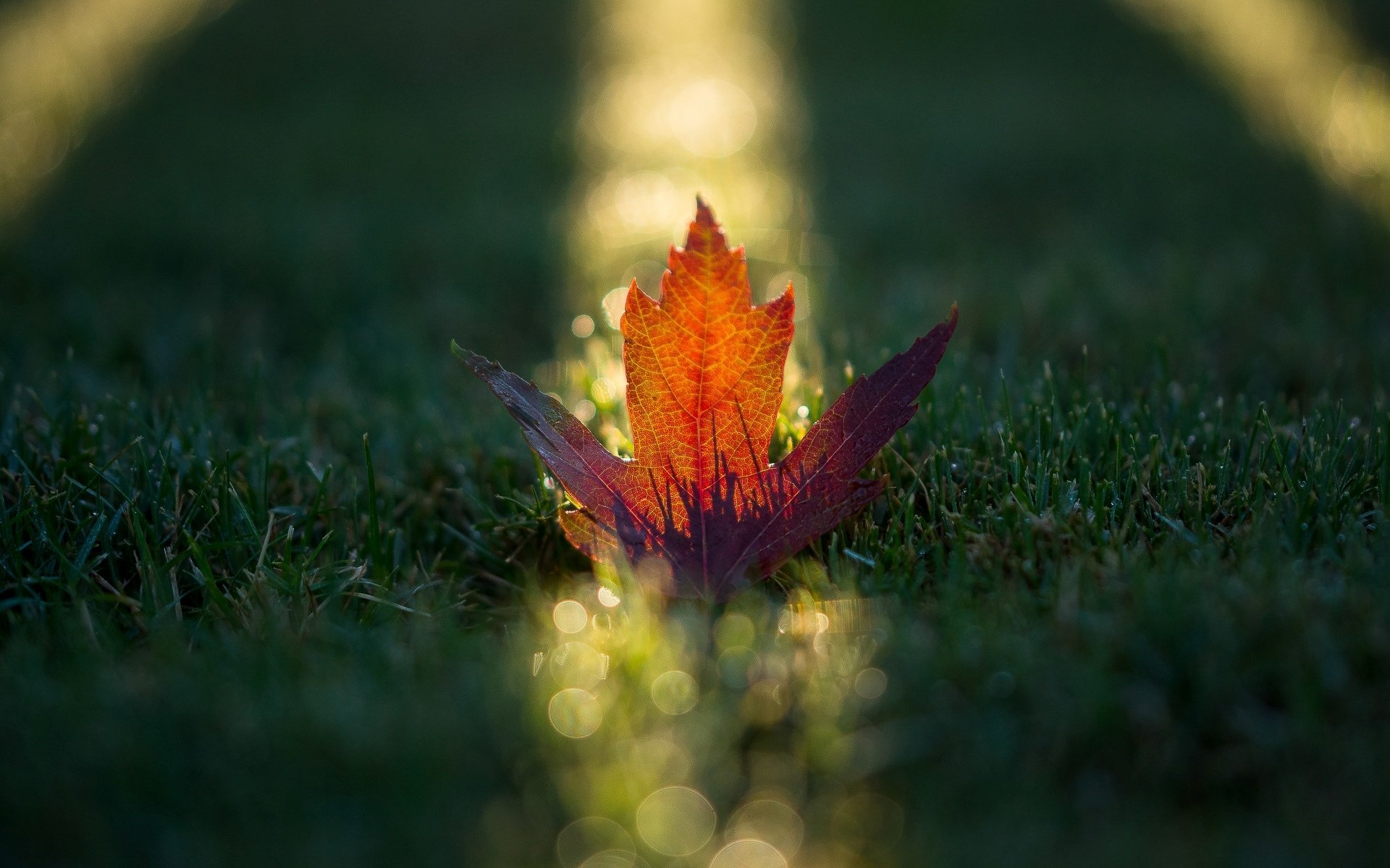 macro leaves leaves leaf orange grass greenery nature sun rays background macro leave wallpaper widescreen fullscreen widescreen widescreen